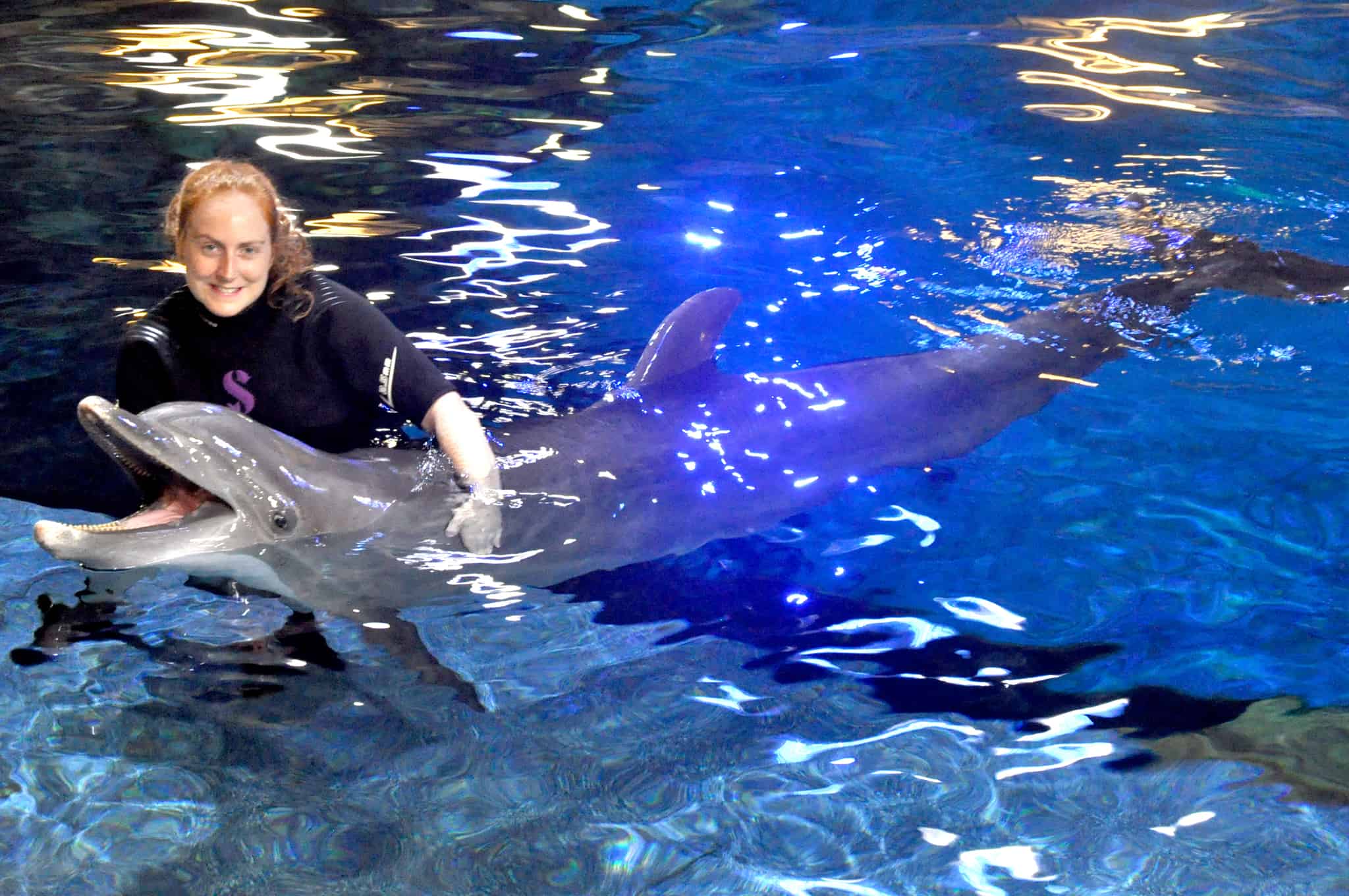 Disney World Dolphin