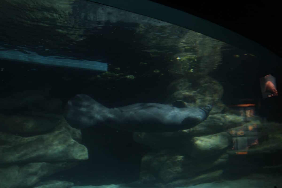 Epcot manatees