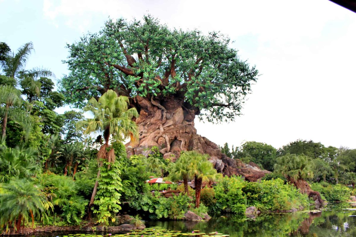 tree of life animal kingdom