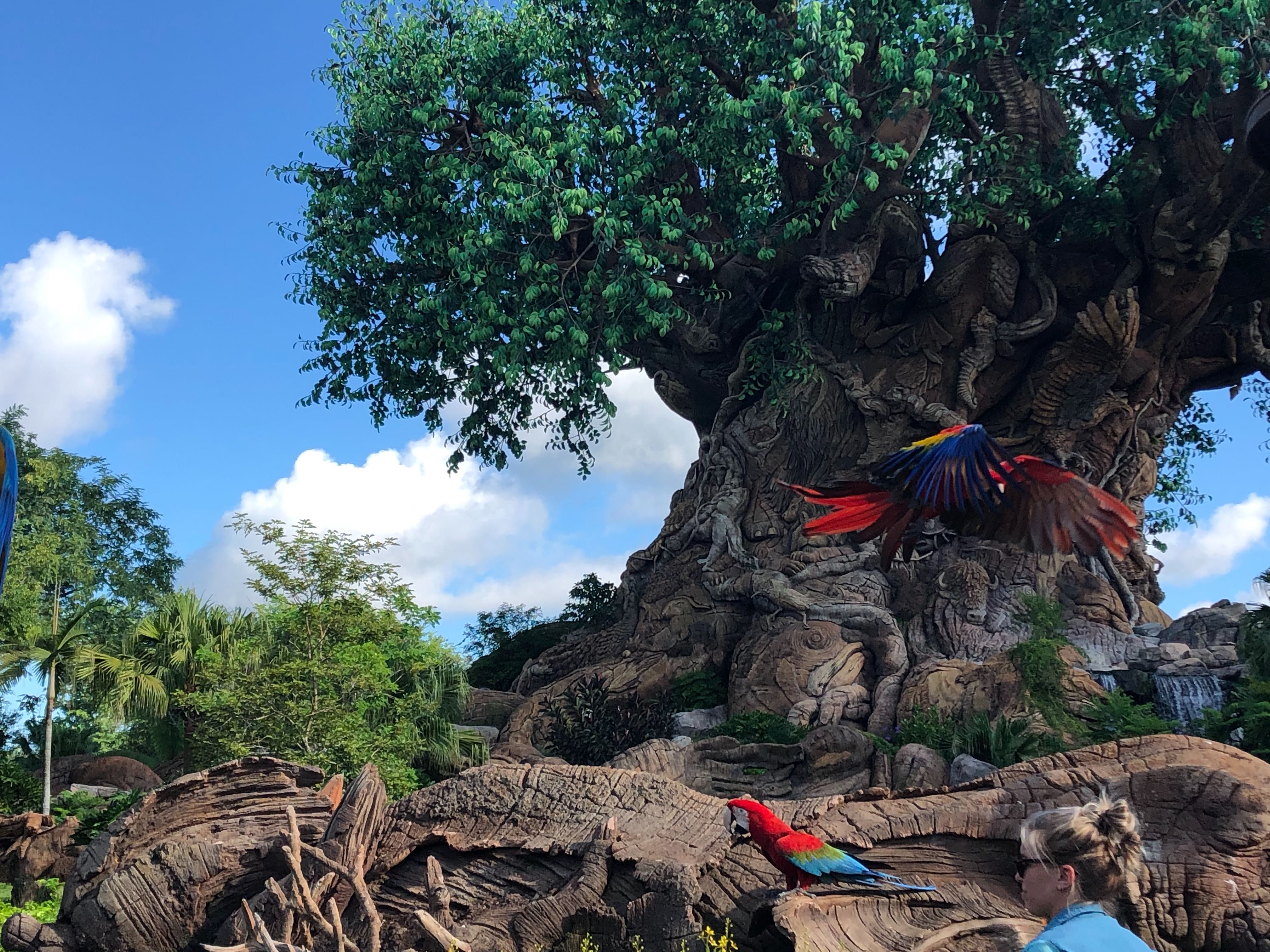 PHOTO REPORT Animal Kingdom 8/8/19 (New Lion King Souvenir Canteens