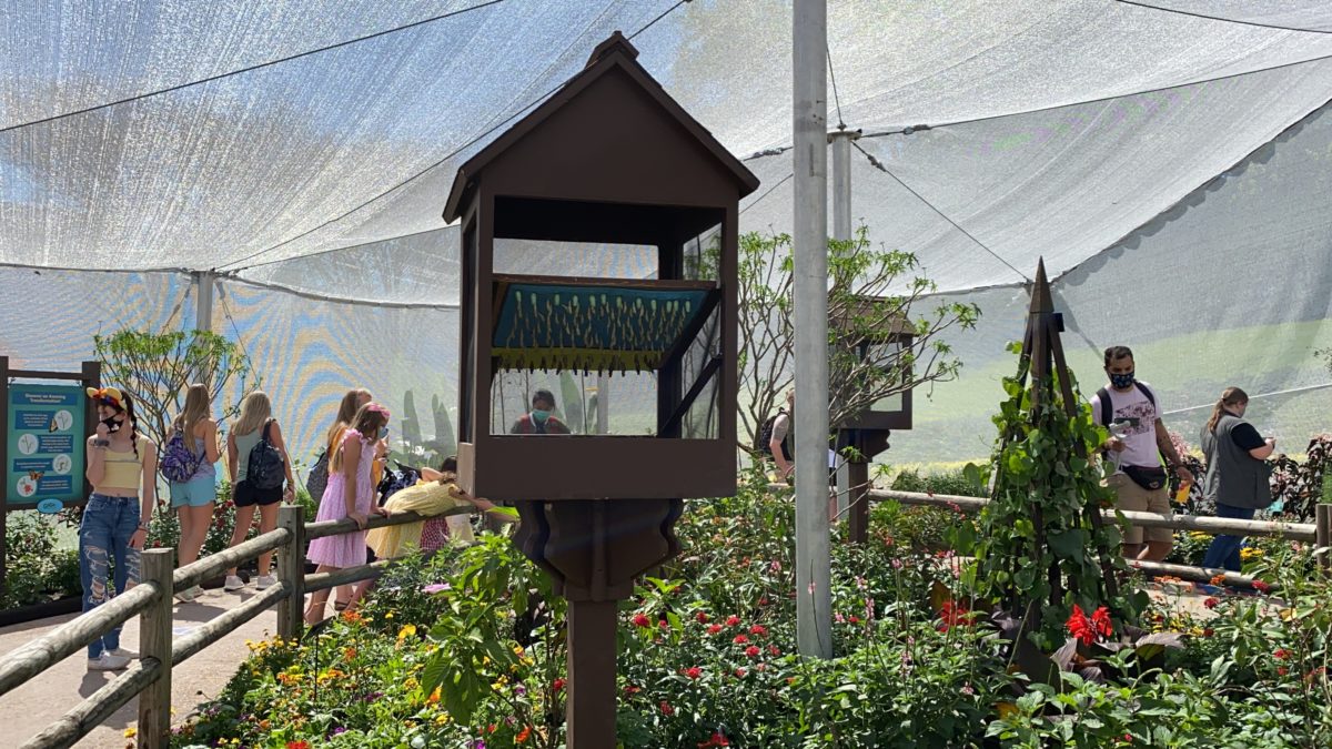 PHOTO REPORT: EPCOT 3/3/21 (First Day of Taste of EPCOT International Flower & Garden Festival, Flags Arrive at Park Entrance, Eats At EPCOT Experience Closed, and More) 10 goodness-garden-butterfly-house-pupae-epcot-03032021-7829002
