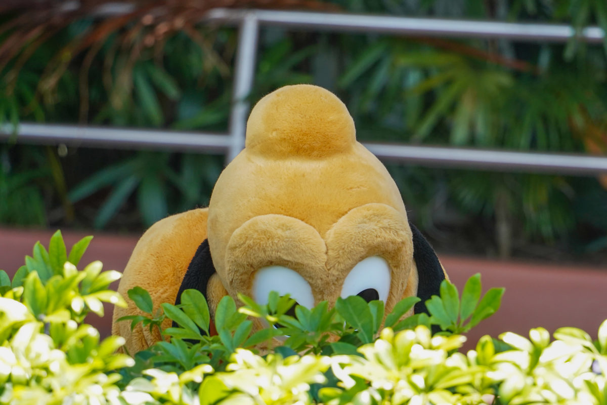 PHOTO REPORT: EPCOT 5/9/21 (More "Points of Light", Construction of "Creations Shop" Progresses, Distanced Character Meets, and More) 39 pluto-meet-greet-5-9-21-2-4972853