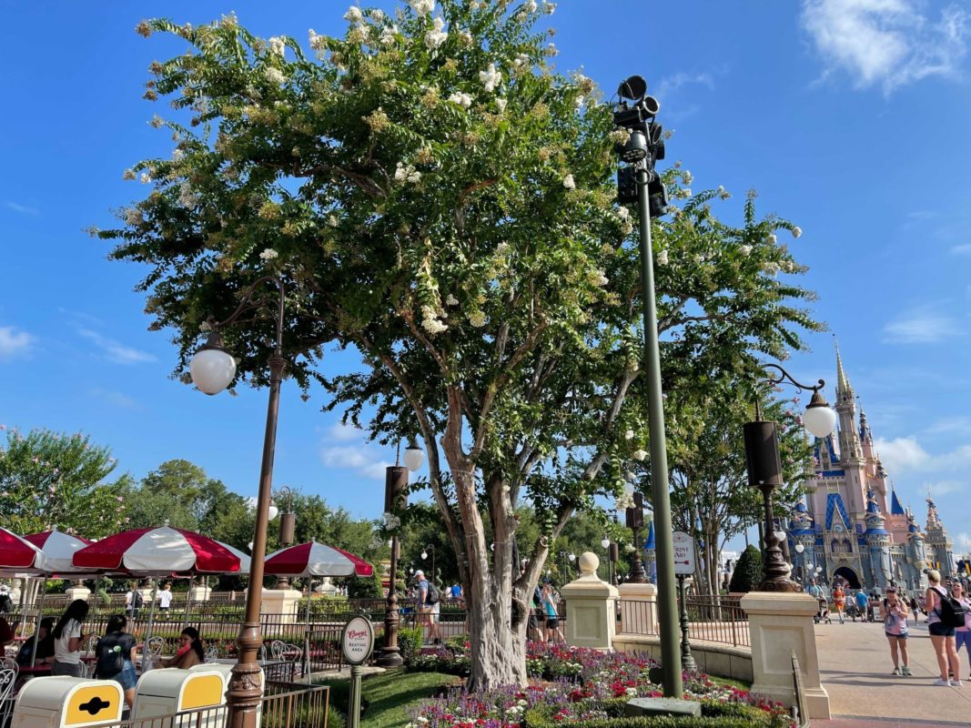 magic-kingdom-tree-lights-0