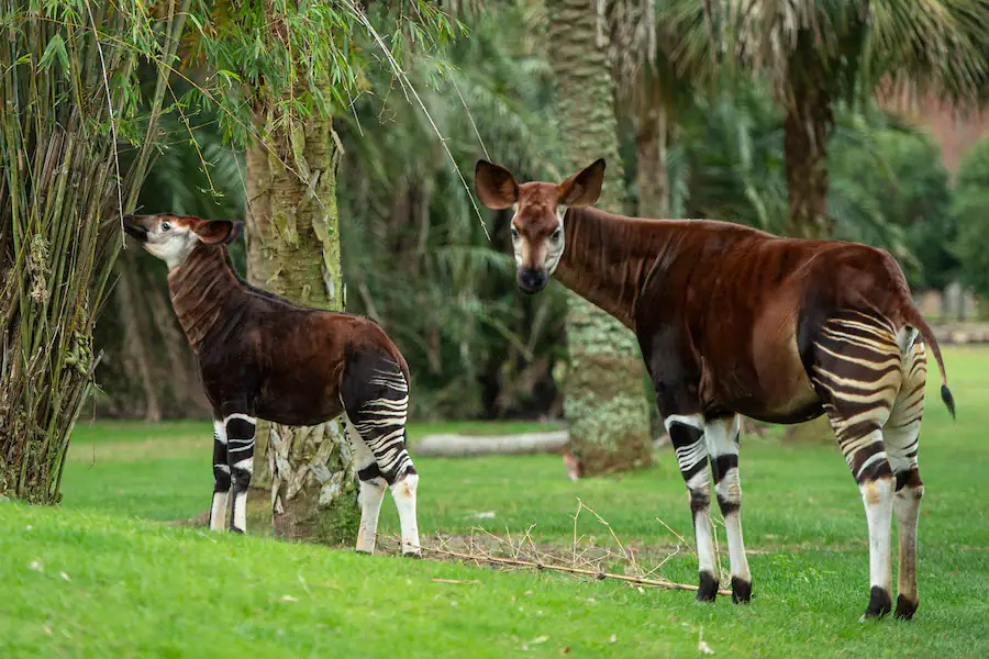 beni the okapi 2