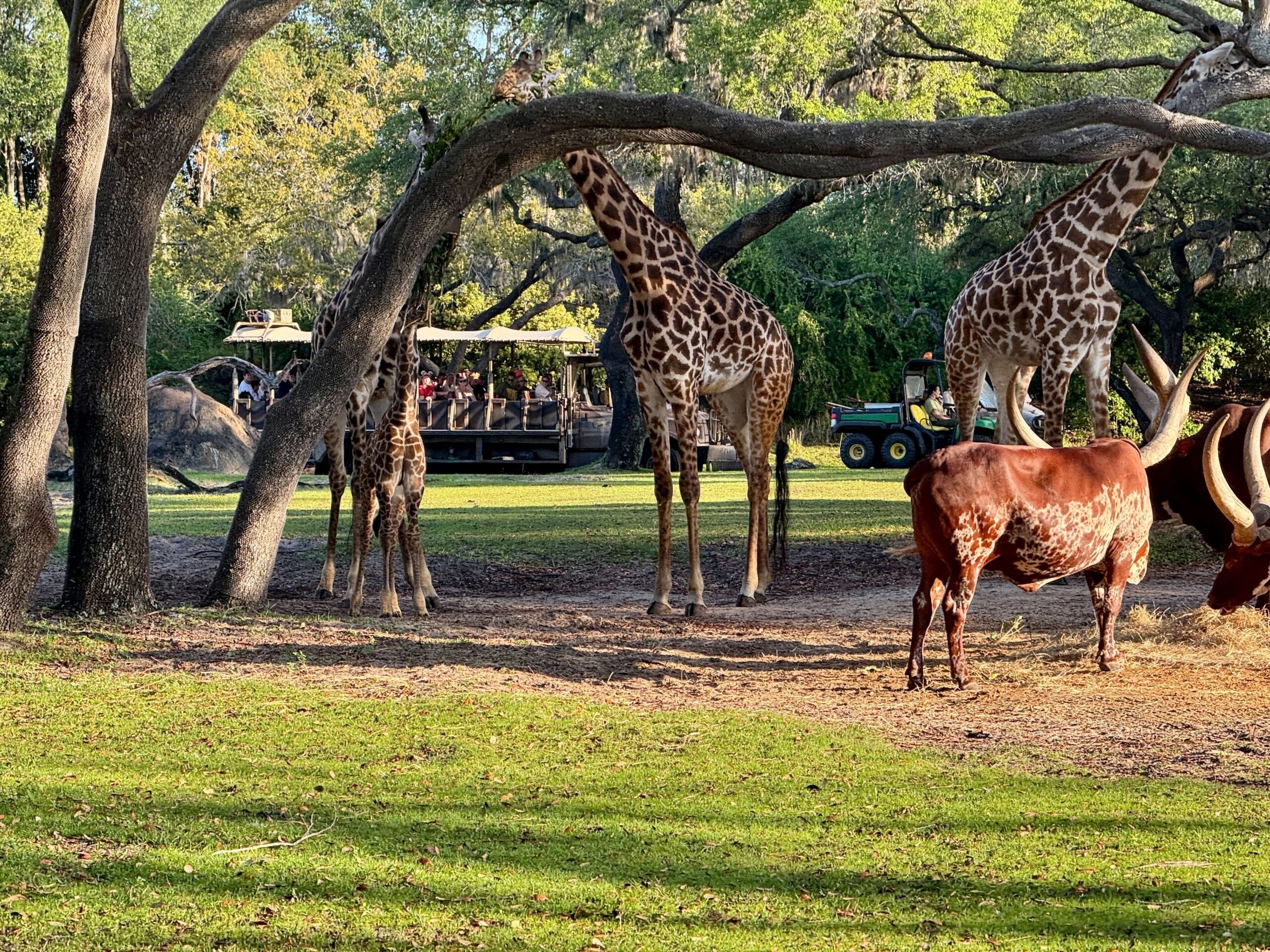 A Baby Masai Giraffe and large-horned cattle gracefully graze in a grassy area near a safari vehicle at Disney's Animal Kingdom, offering passengers an enchanting view.