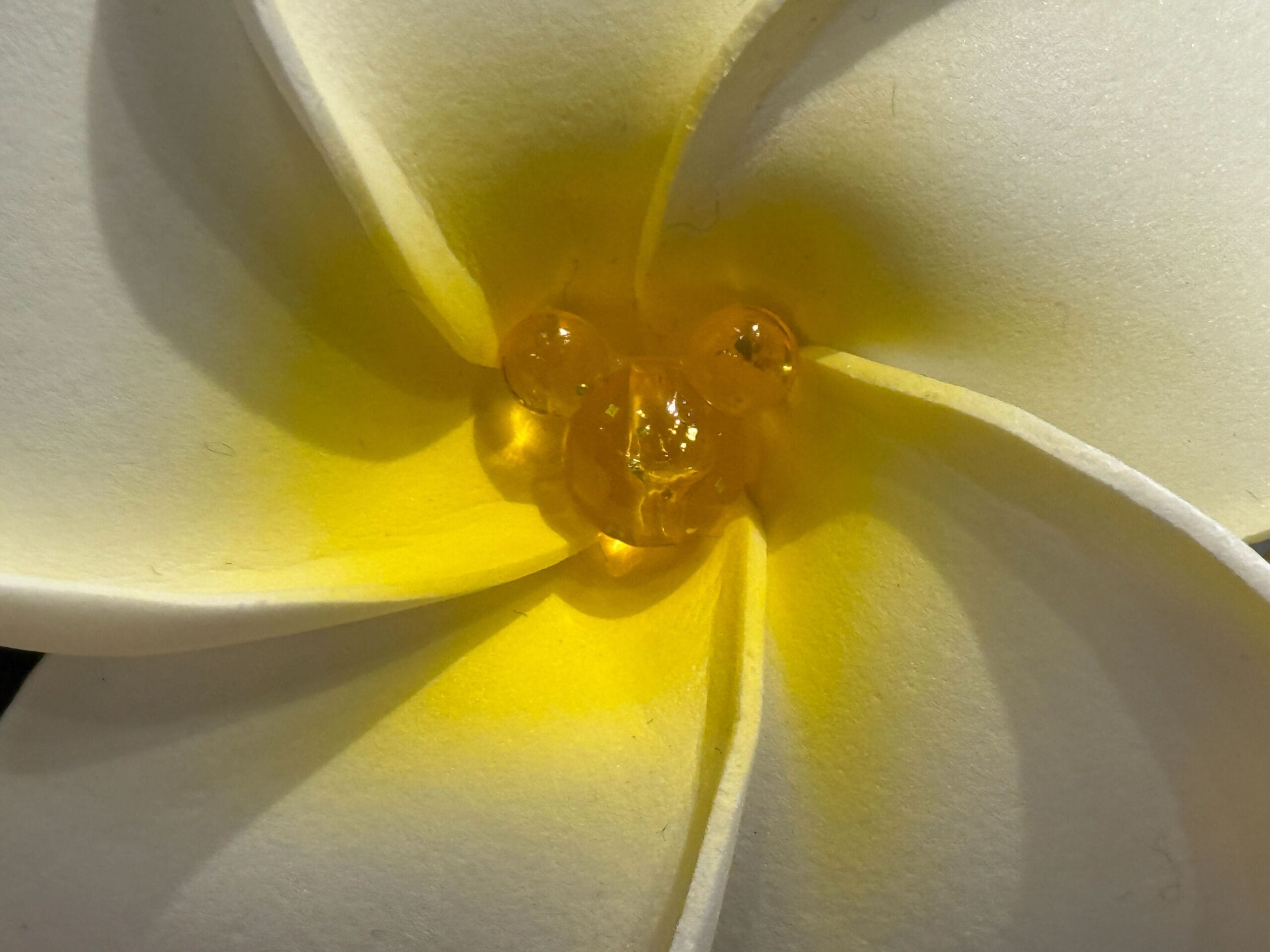 Close-up of a white and yellow plumeria flower with dewdrops at its center.