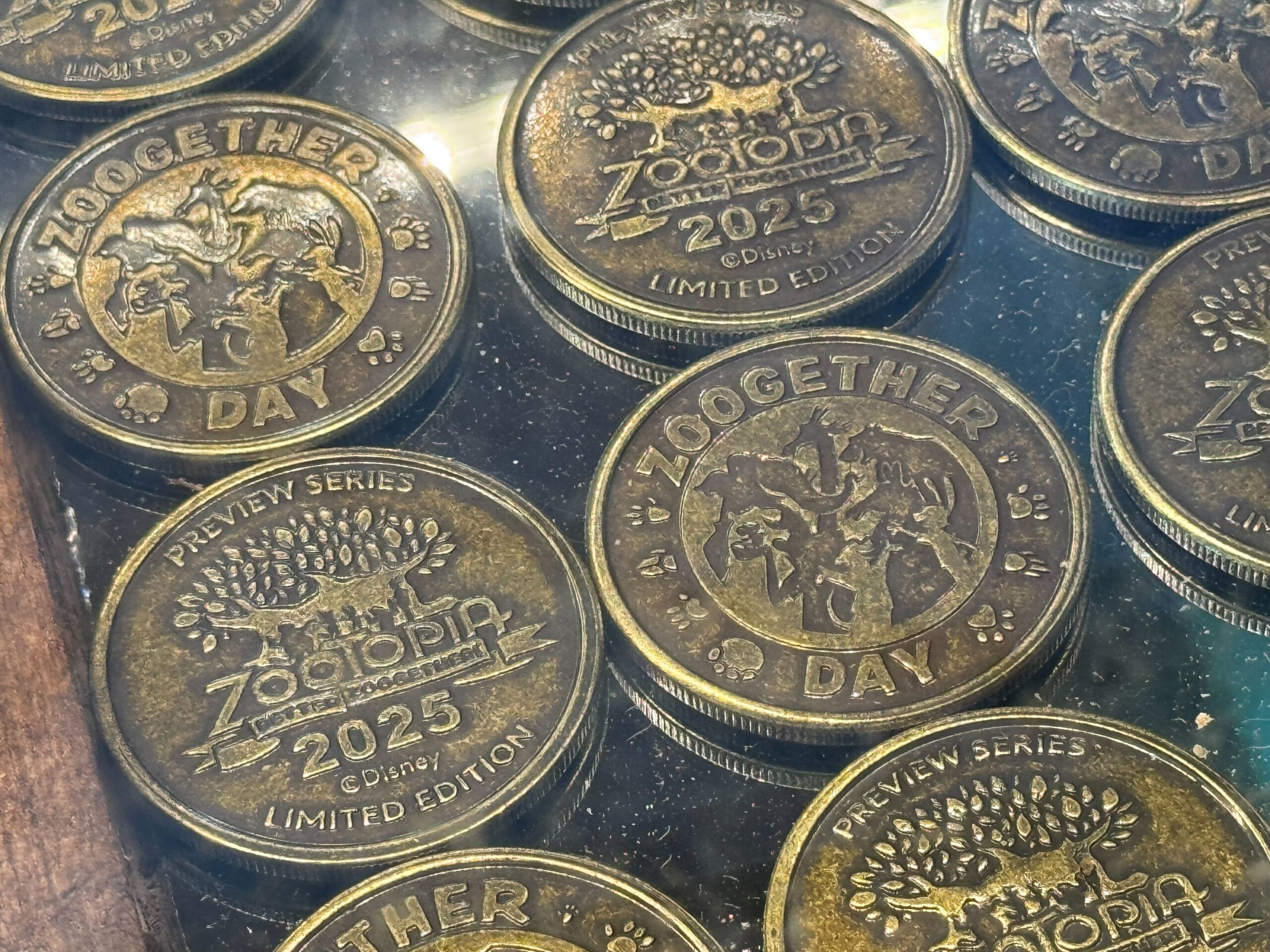 Stacks of gold coins labeled "ZOOGETHER DAY" and "Zootopia 2025 Preview Series" at Disney's Animal Kingdom under glass.
