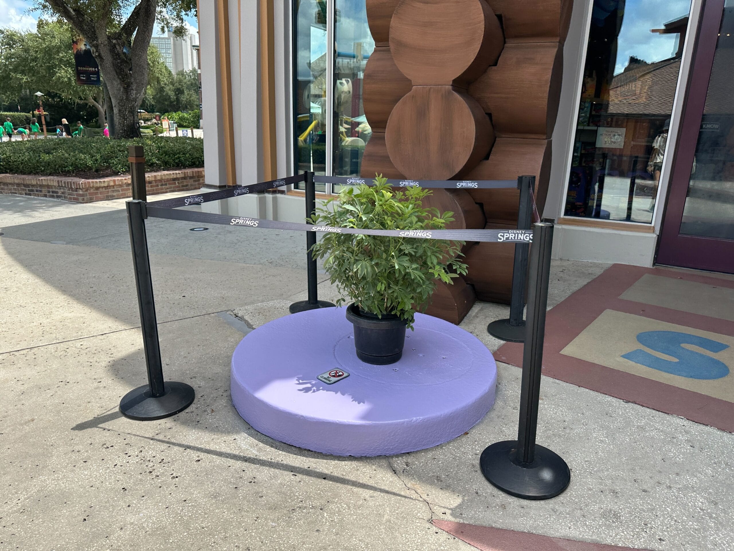 A potted plant on a purple platform is cordoned off with black stanchions outside a building.