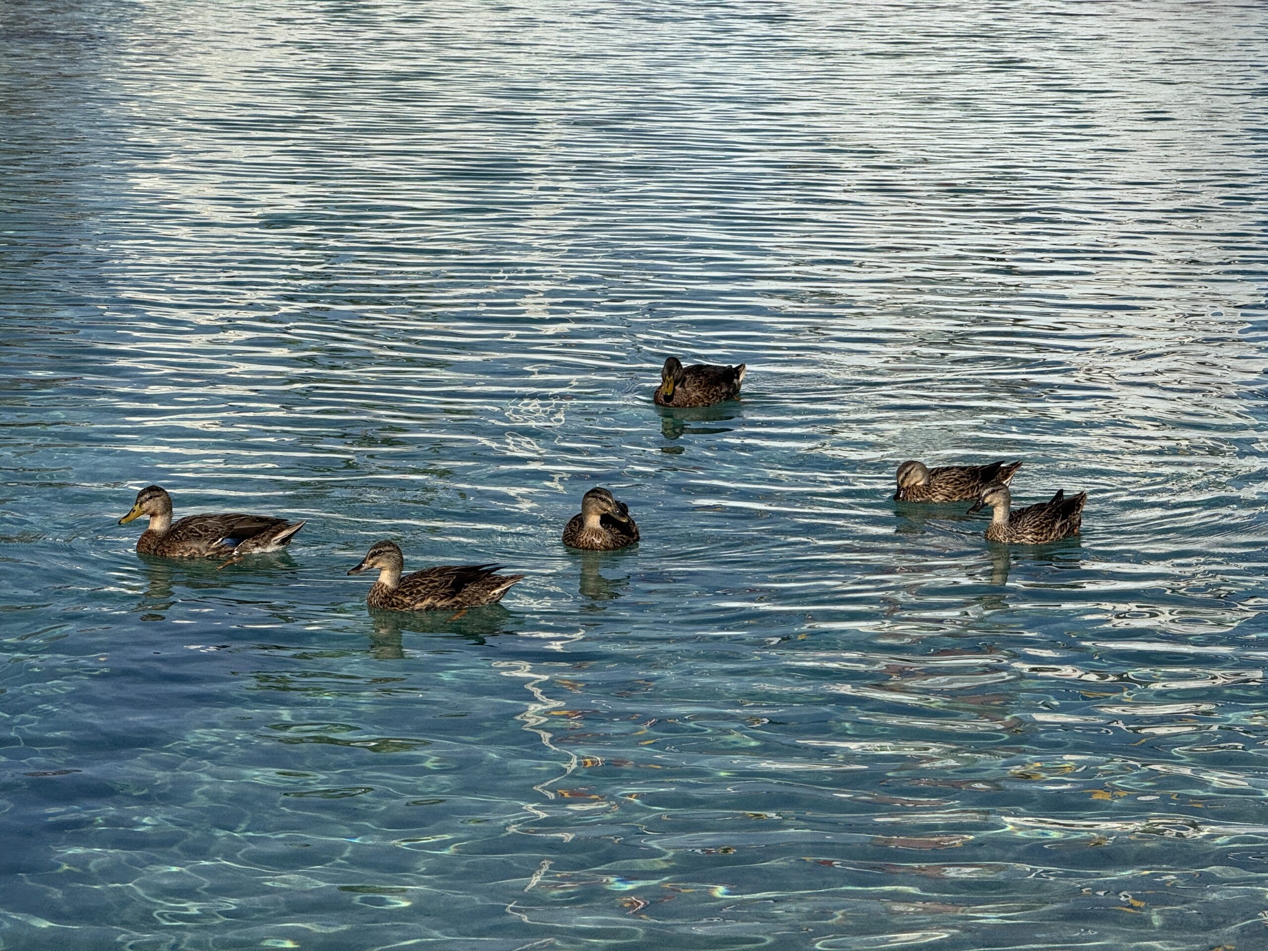 Six ducks swim on clear, rippled blue water under a bright sky in this 2025 Hollywood Studios Photo Report.
