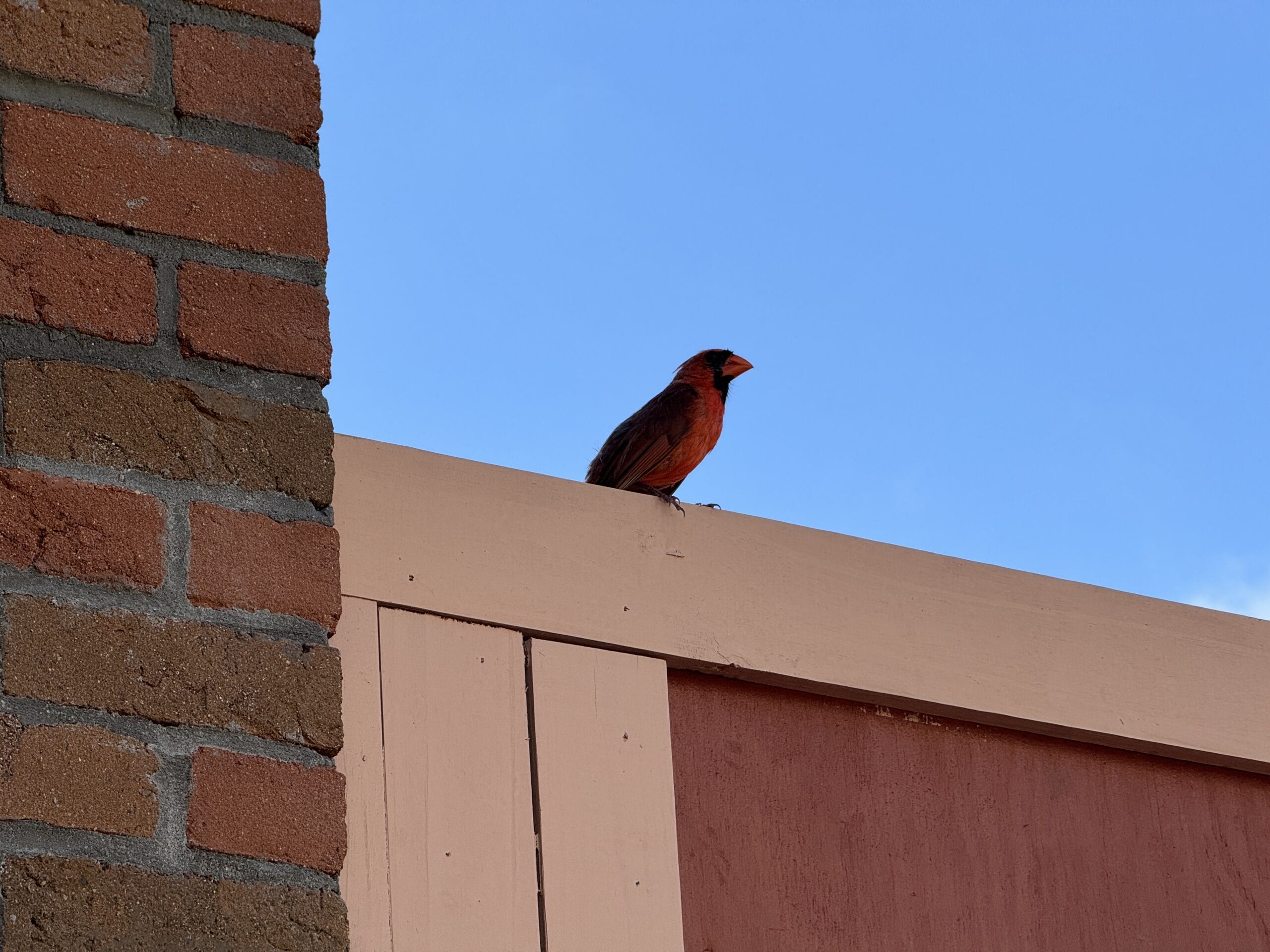 A red cardinal perched on a building at Hollywood Studios against a clear blue sky.