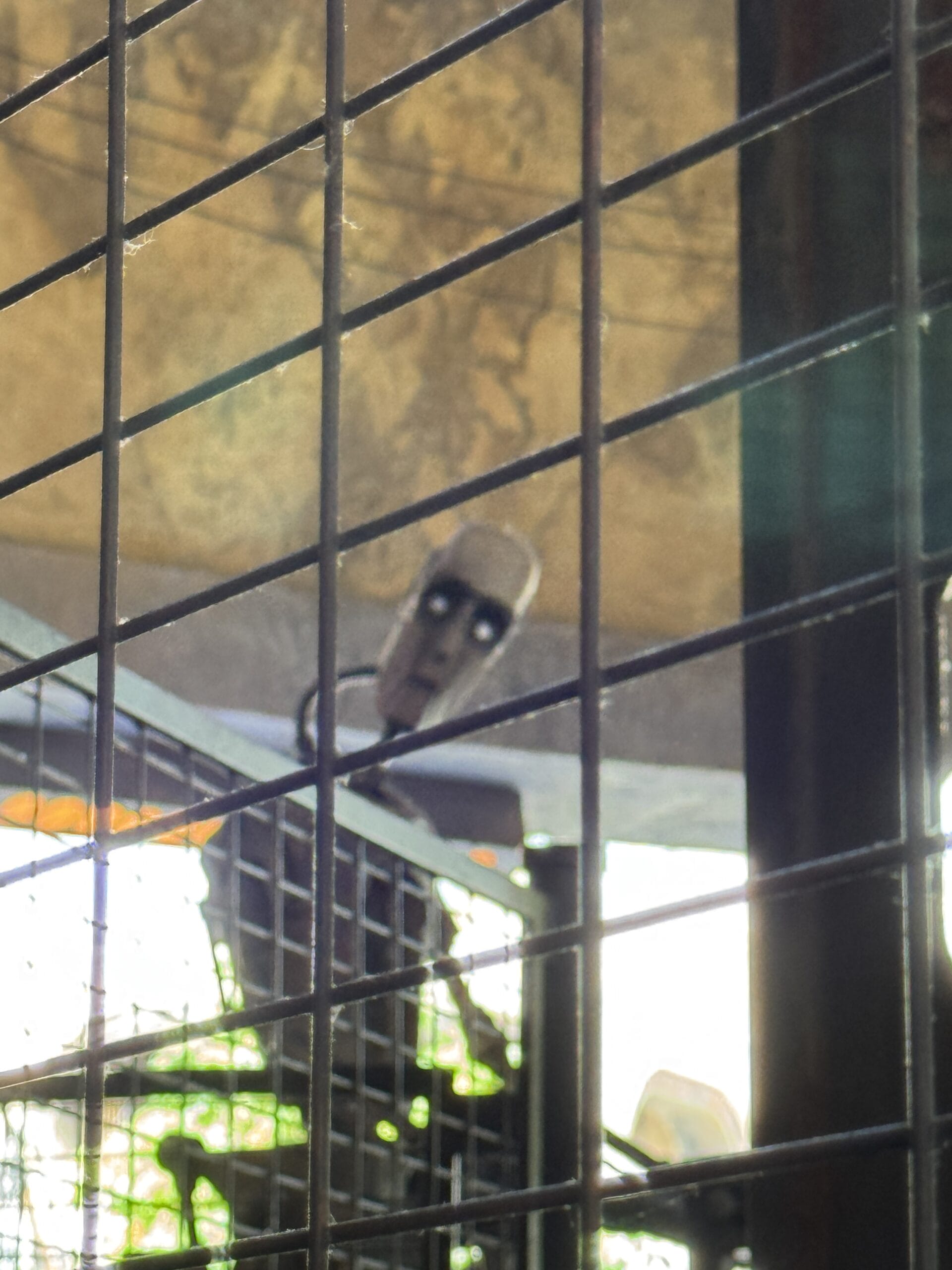 A small, rectangular robot with glowing eyes peers through a wire fence at Hollywood Studios under a stone-colored ceiling.