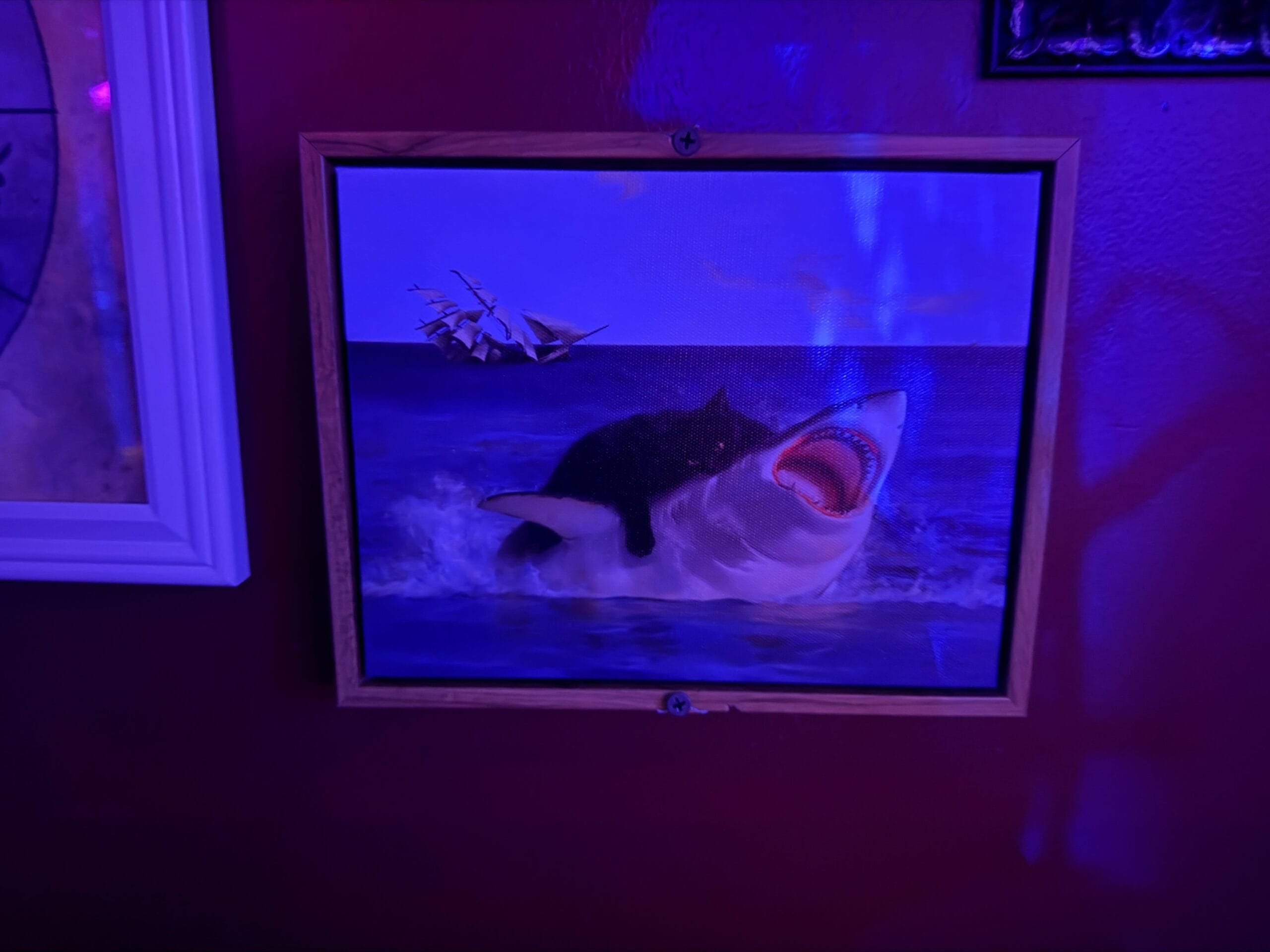 A framed picture from the Dead Coconut Club: a black cat riding a shark with a ship sailing in the background.