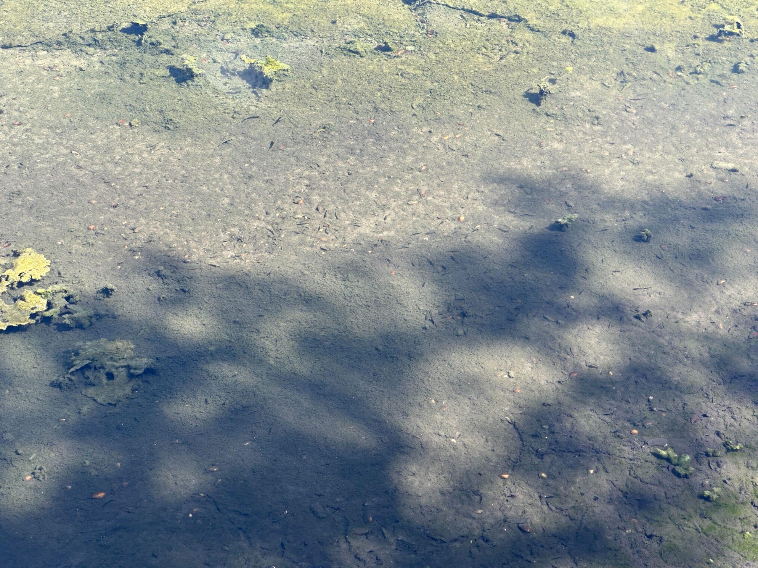 Shadows of tree branches falling on a muddy, algae-covered surface, possibly a pond or wet ground.