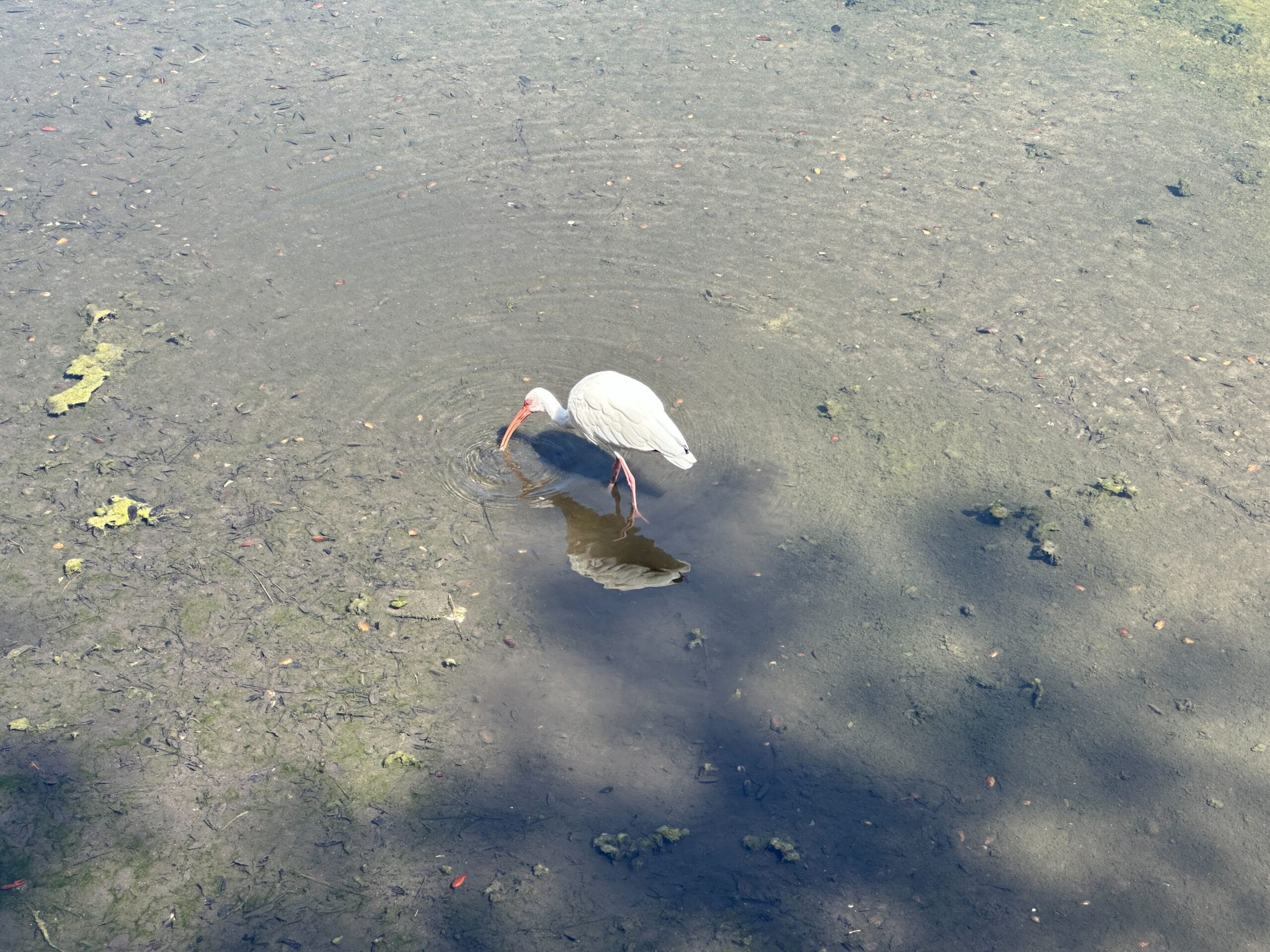 A white ibis stands in shallow water, pecking at the ground, with its reflection visible in the pond.