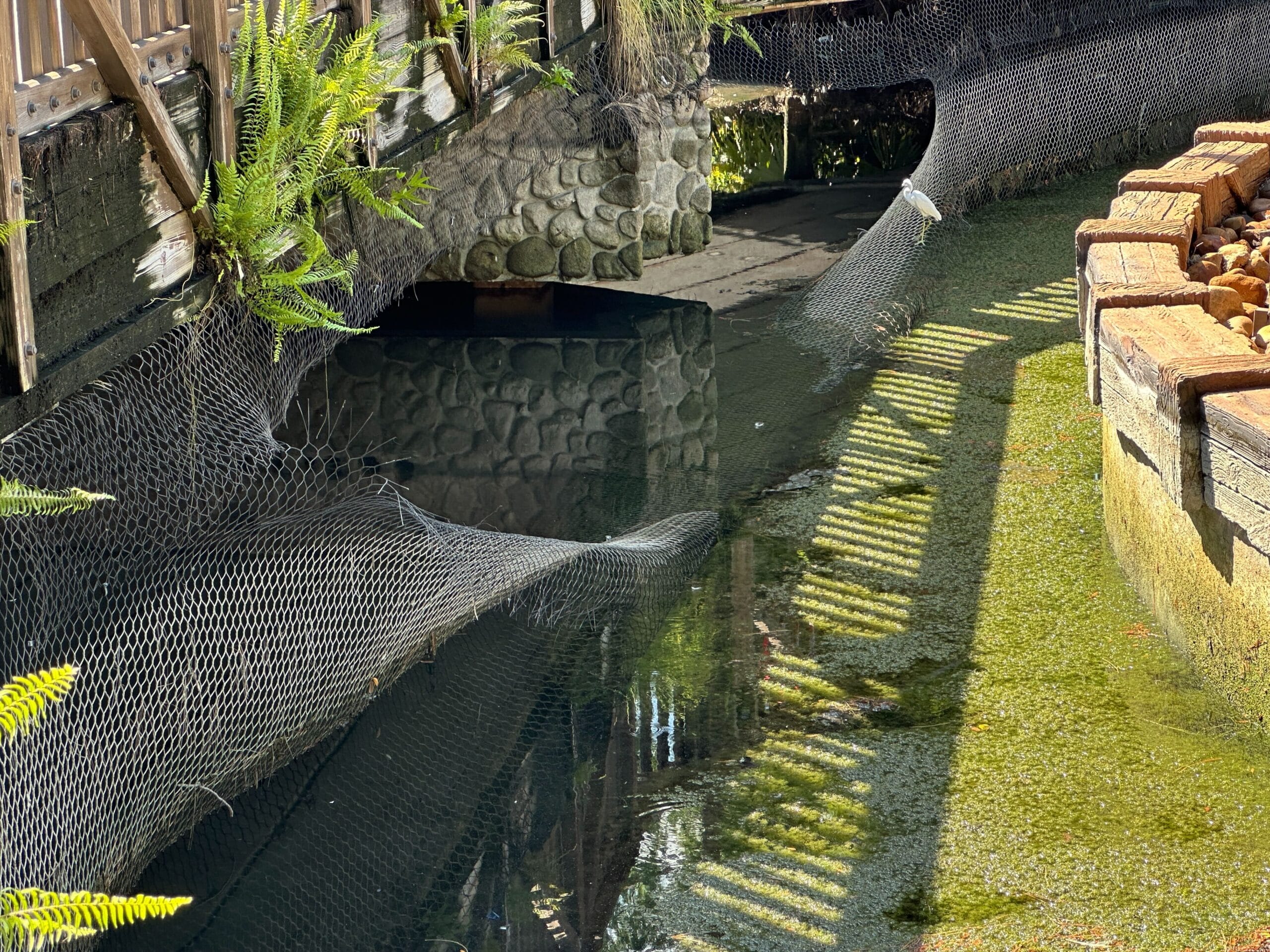 Wire mesh netting sags over a pond bordered by rocks and ferns, with sunlight casting shadows on the water.