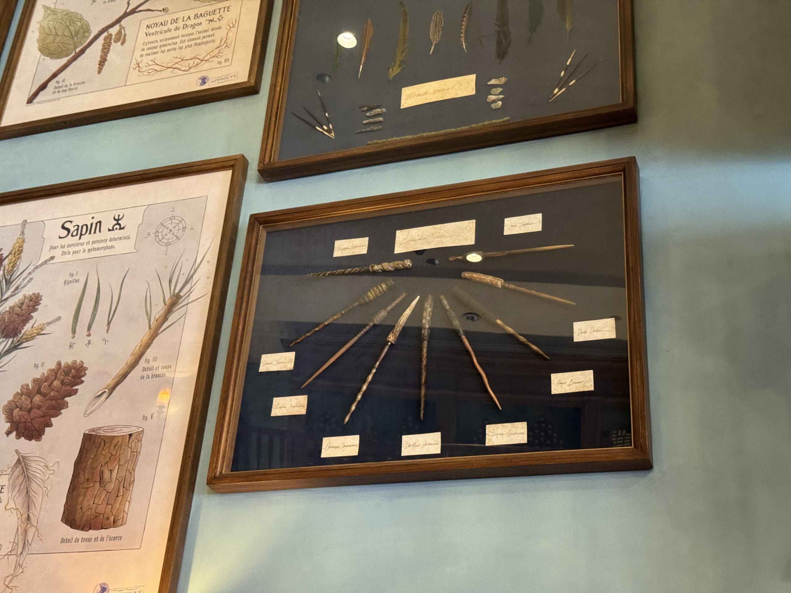 Framed botanical illustrations and labeled specimens by Cosme Acajor displayed on a blue-green wall.