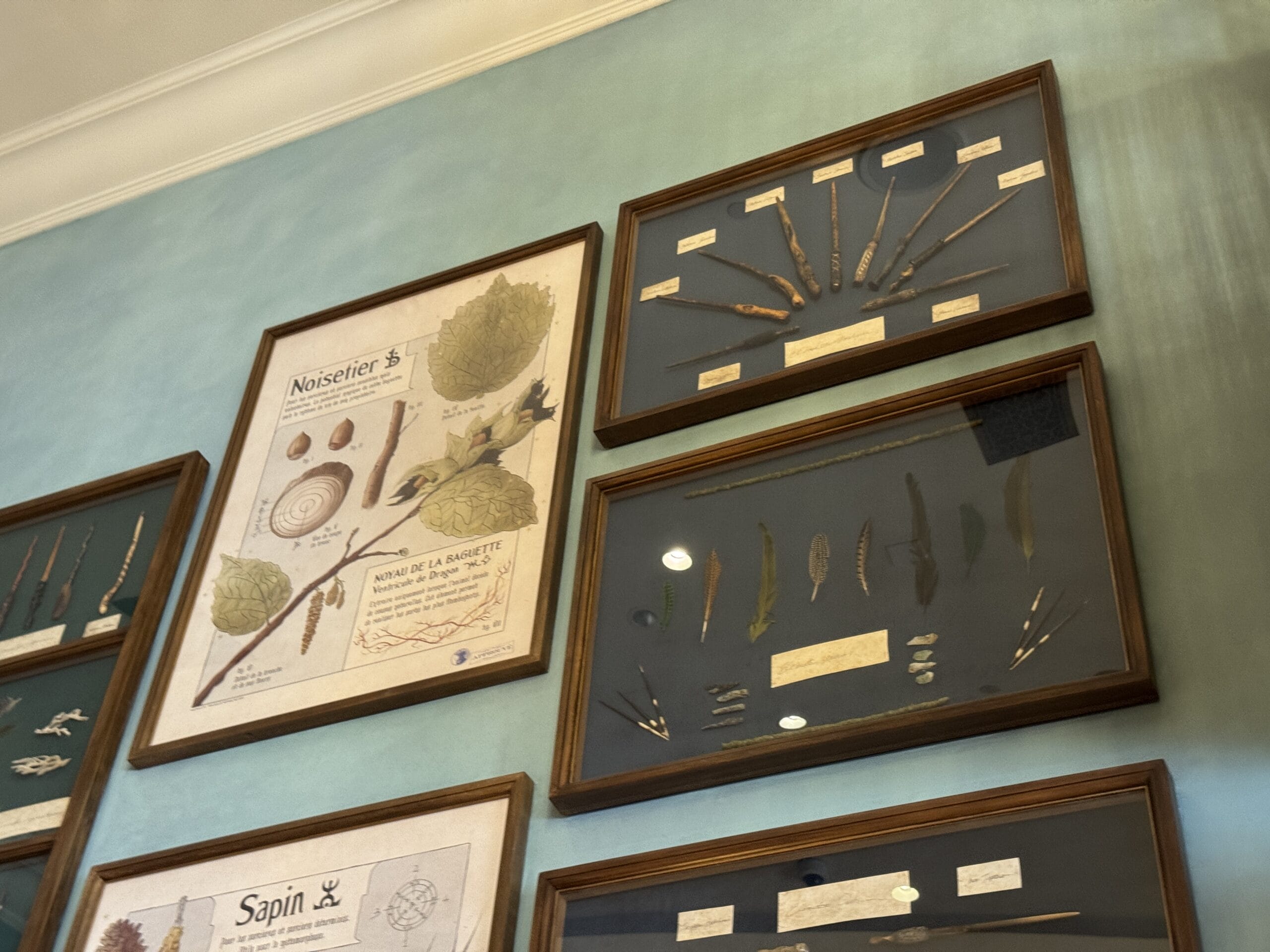 Framed Cosme Acajor Baguettes Magique and botanical illustrations hang on a turquoise wall.