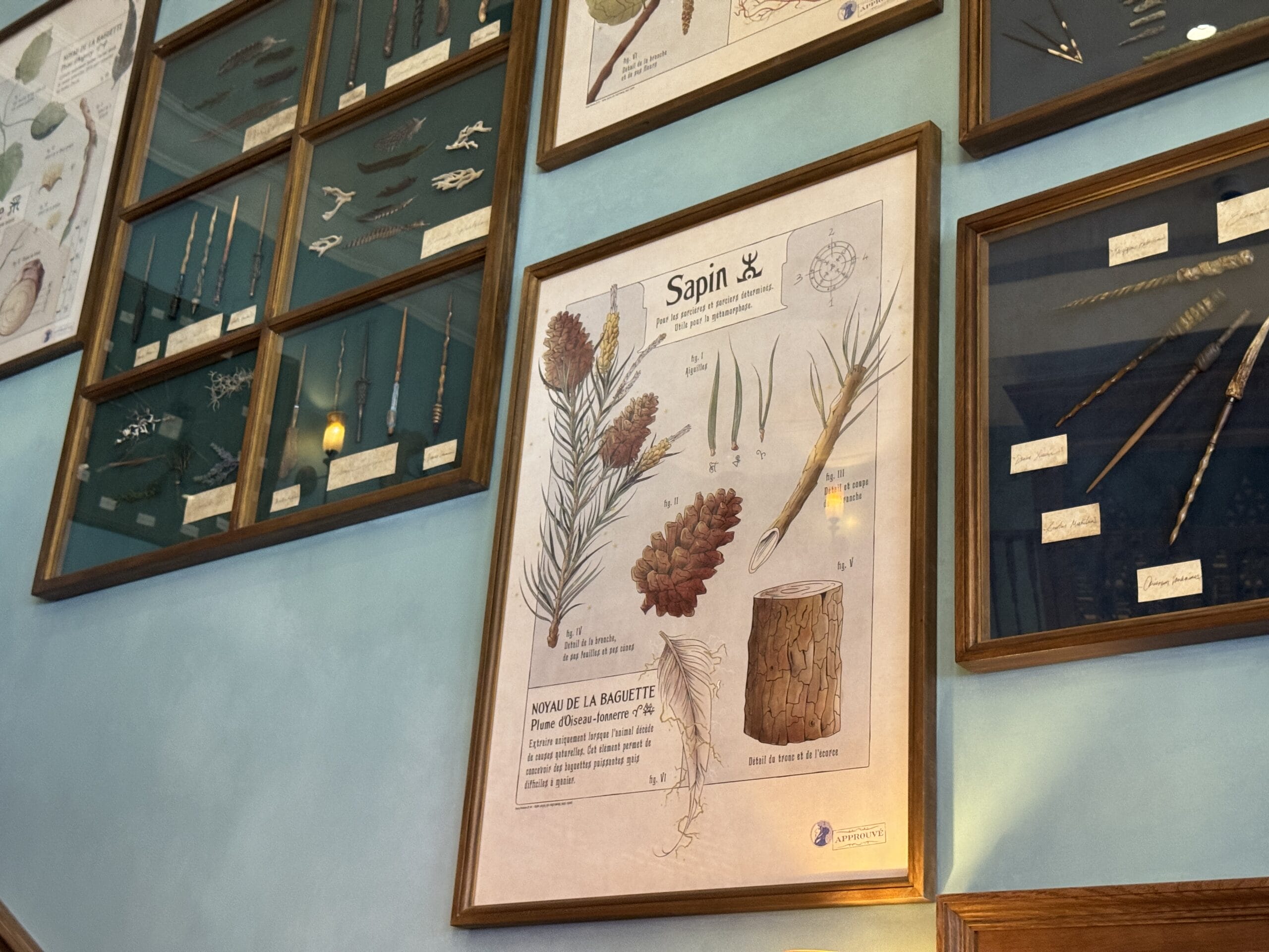 Framed botanical poster and Cosme Acajor Baguettes Magique displays hang on a blue wall with labeled specimens.