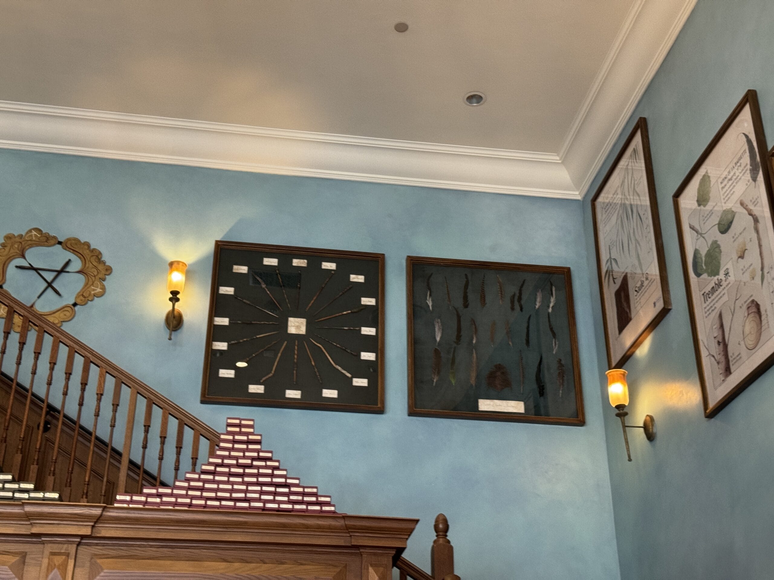 Display cases with botanical specimens and Cosme Acajor Baguettes Magique on a blue wall above wooden shelves and a staircase.