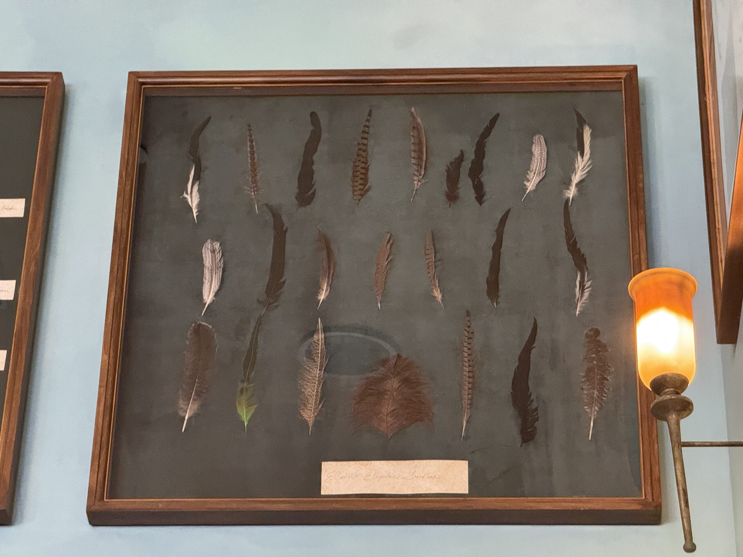 A framed display of bird feathers hangs on a blue wall beside a lamp with an orange shade by Cosme Acajor.