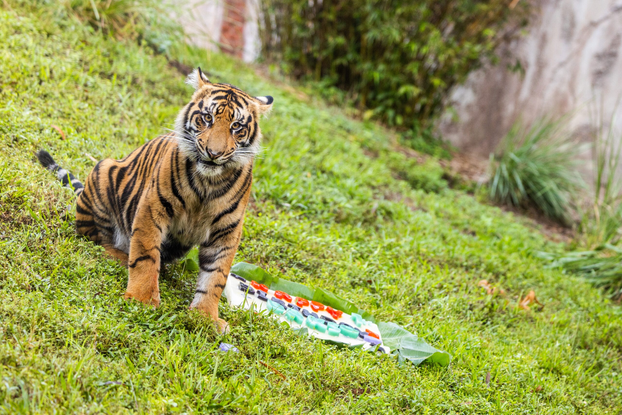 Bakso the Tiger sits on grass beside a painted sheet with colorful patterns, looking directly at the camera.