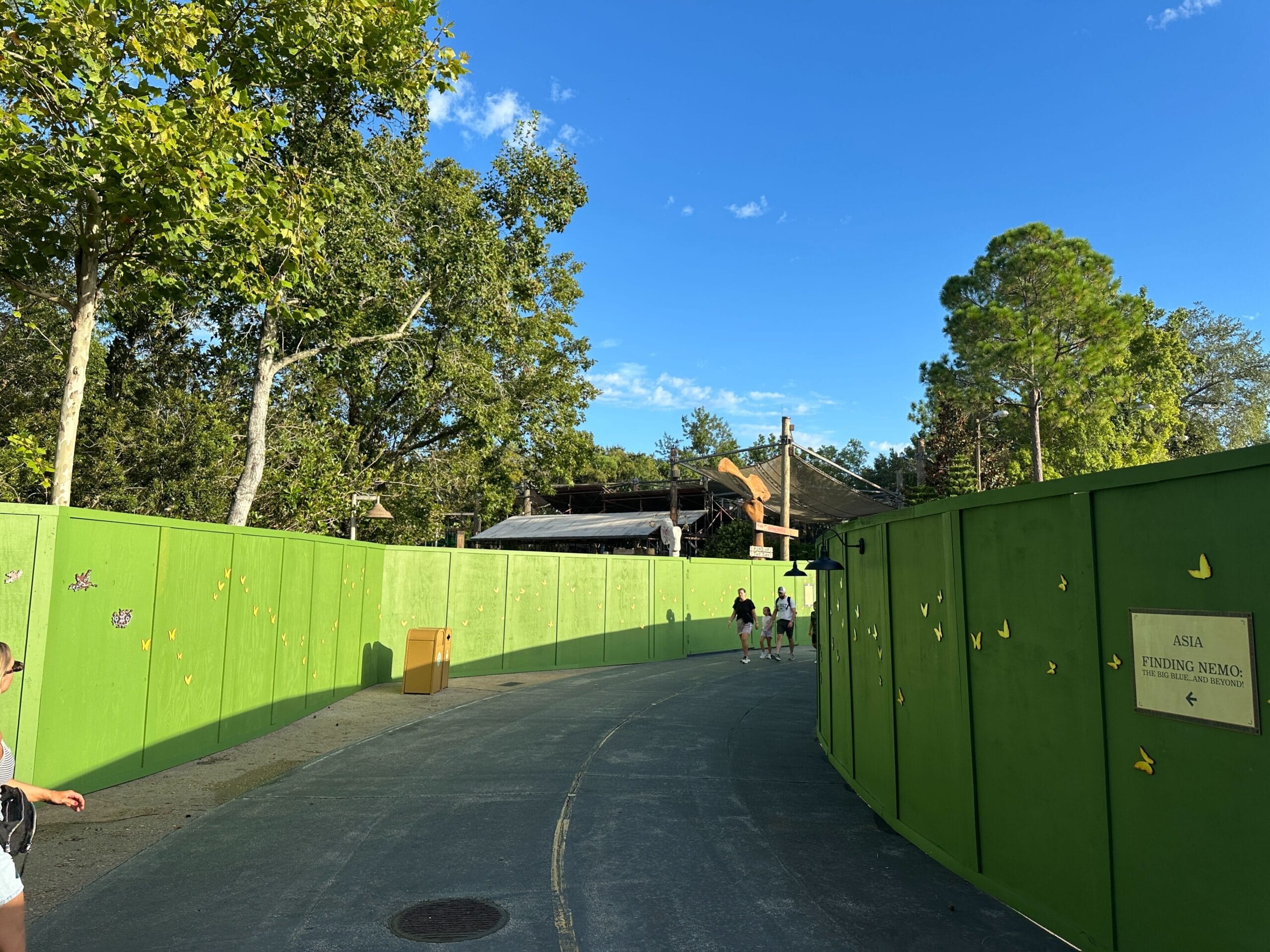 A curved path lined with green construction walls at Disney's Animal Kingdom, with trees and people under a blue sky.