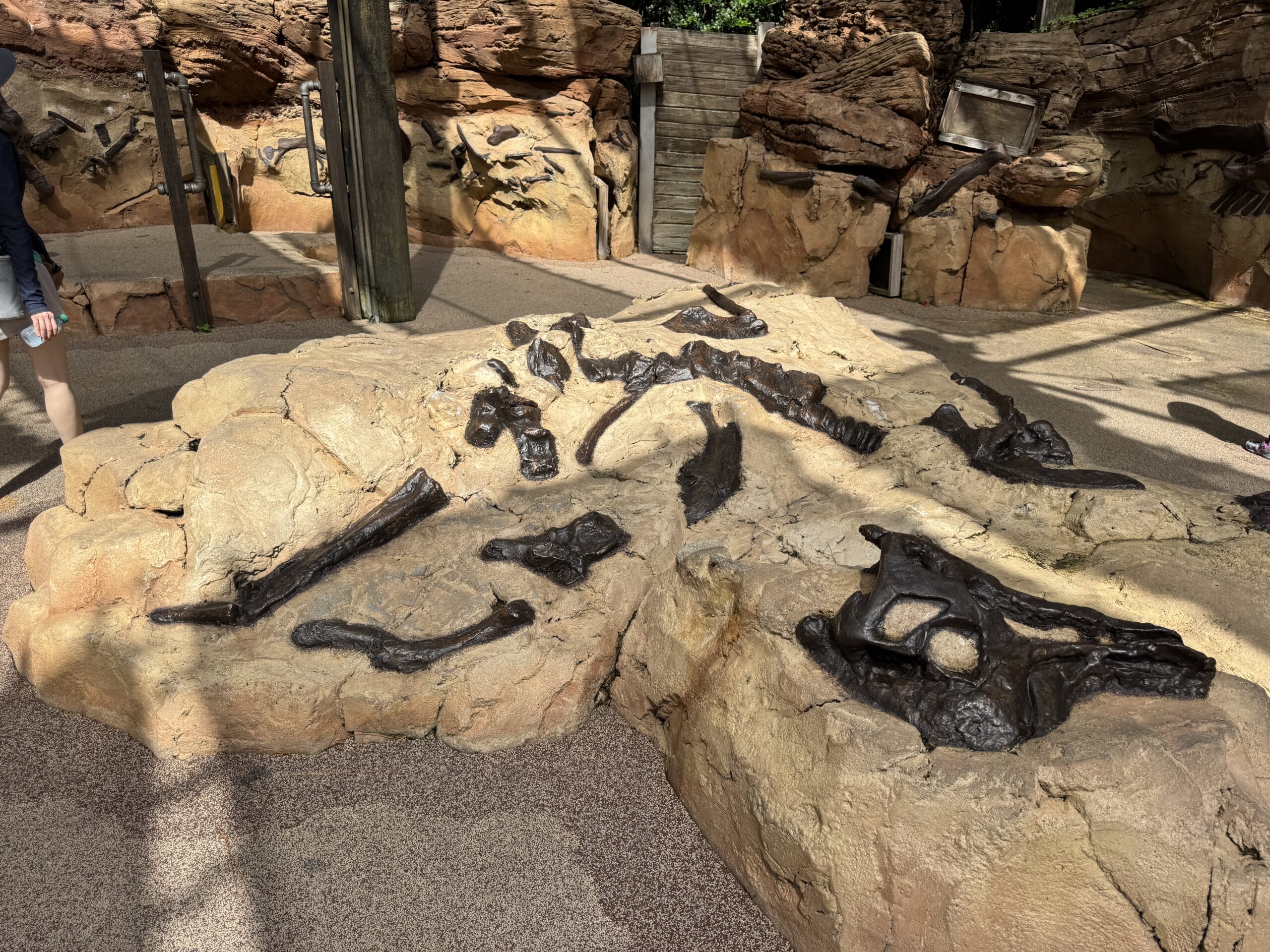 Large embedded dinosaur fossils in a rocky area at The Boneyard, Disney's Animal Kingdom, sunlight casting shadows.
