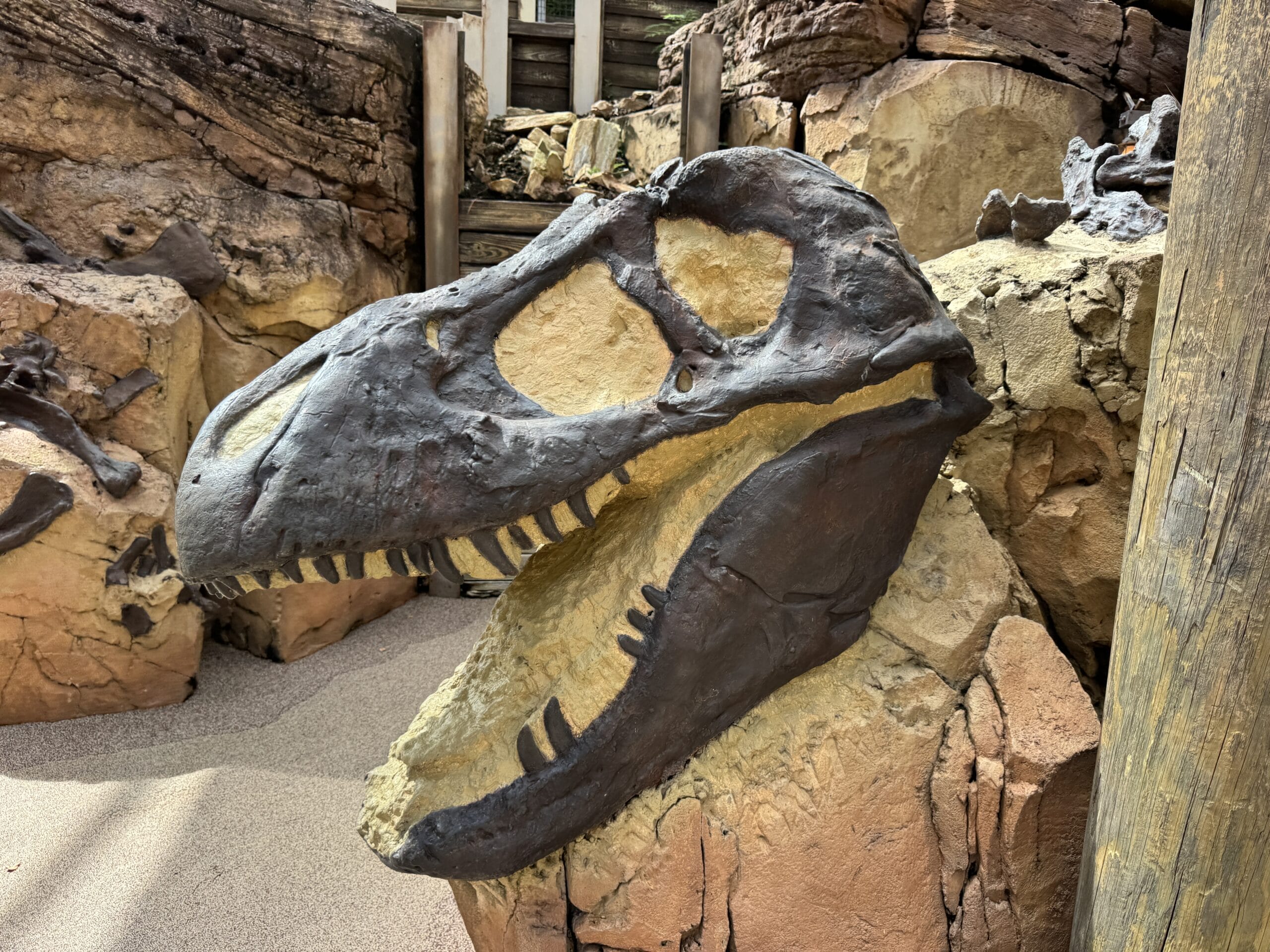 A large dinosaur skull fossil at The Boneyard, embedded in tan rock amid stone and wood at Disney's Animal Kingdom.