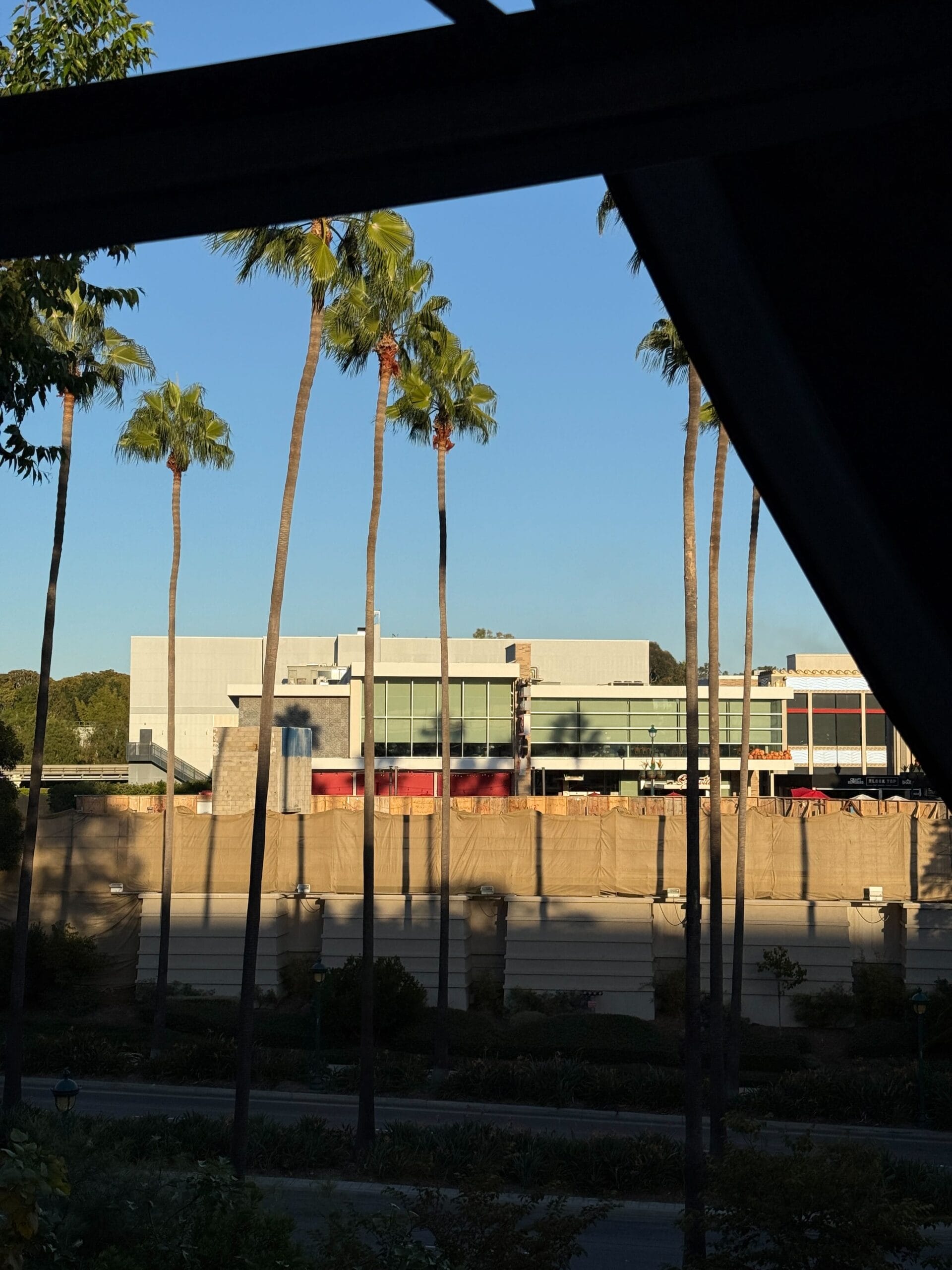 Tall palm trees before a modern building near Downtown Disney, tan barrier visible, with blue sky; no castle like any Disney park's.