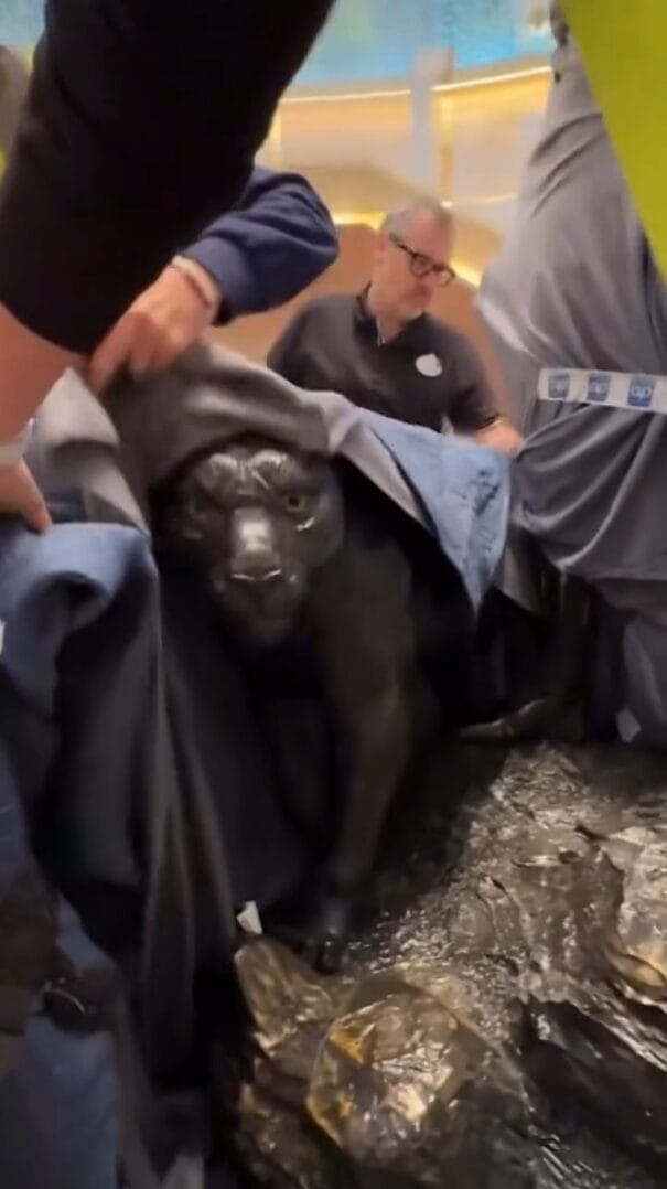A realistic Black Panther statue is unveiled by guests indoors, similar to detailed displays often found in Disney park attractions.