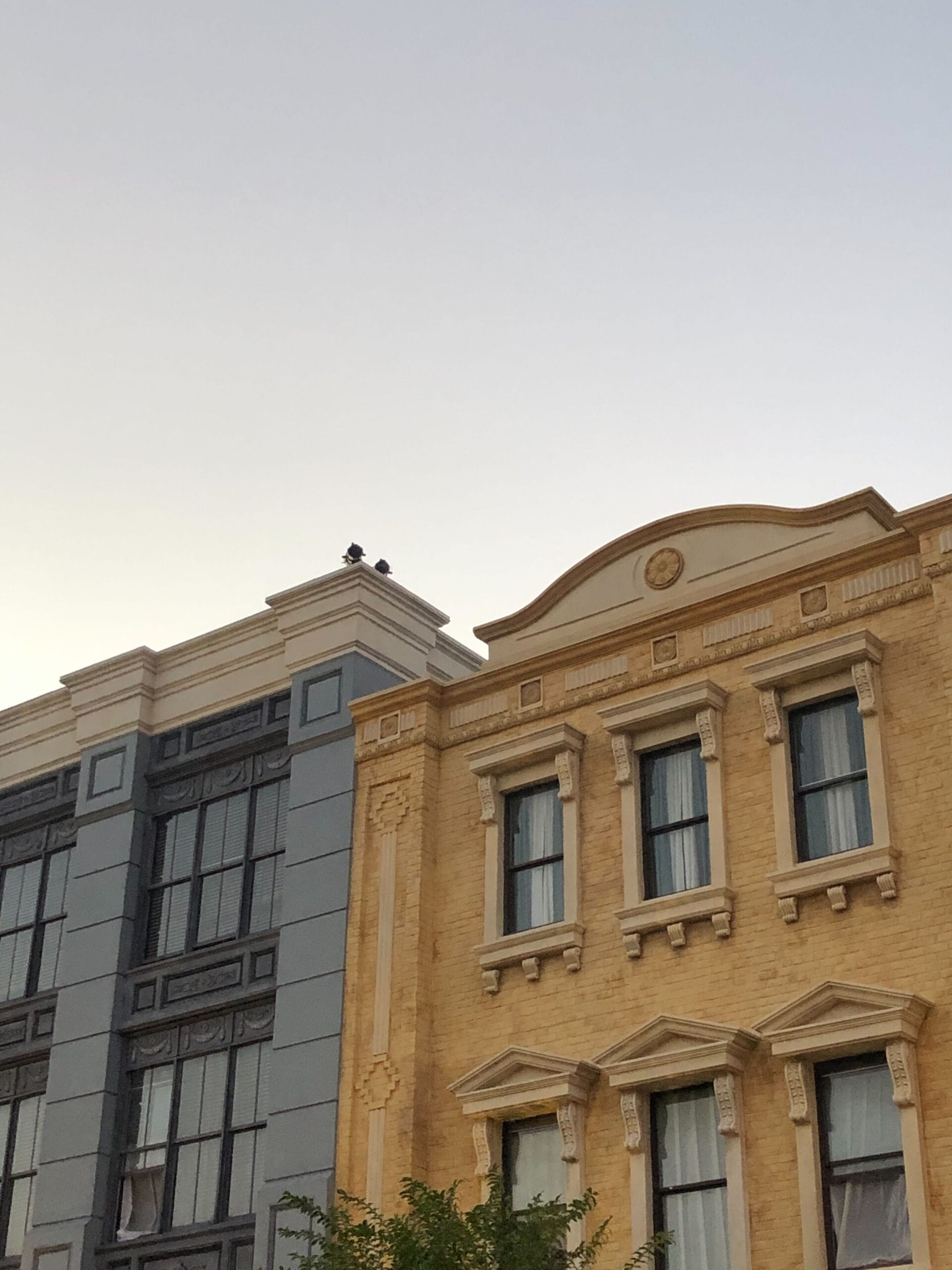 Two pigeons sit on a rooftop at dusk, as festive lights decorate ornate buildings below, reminiscent of Disney park holiday displays.