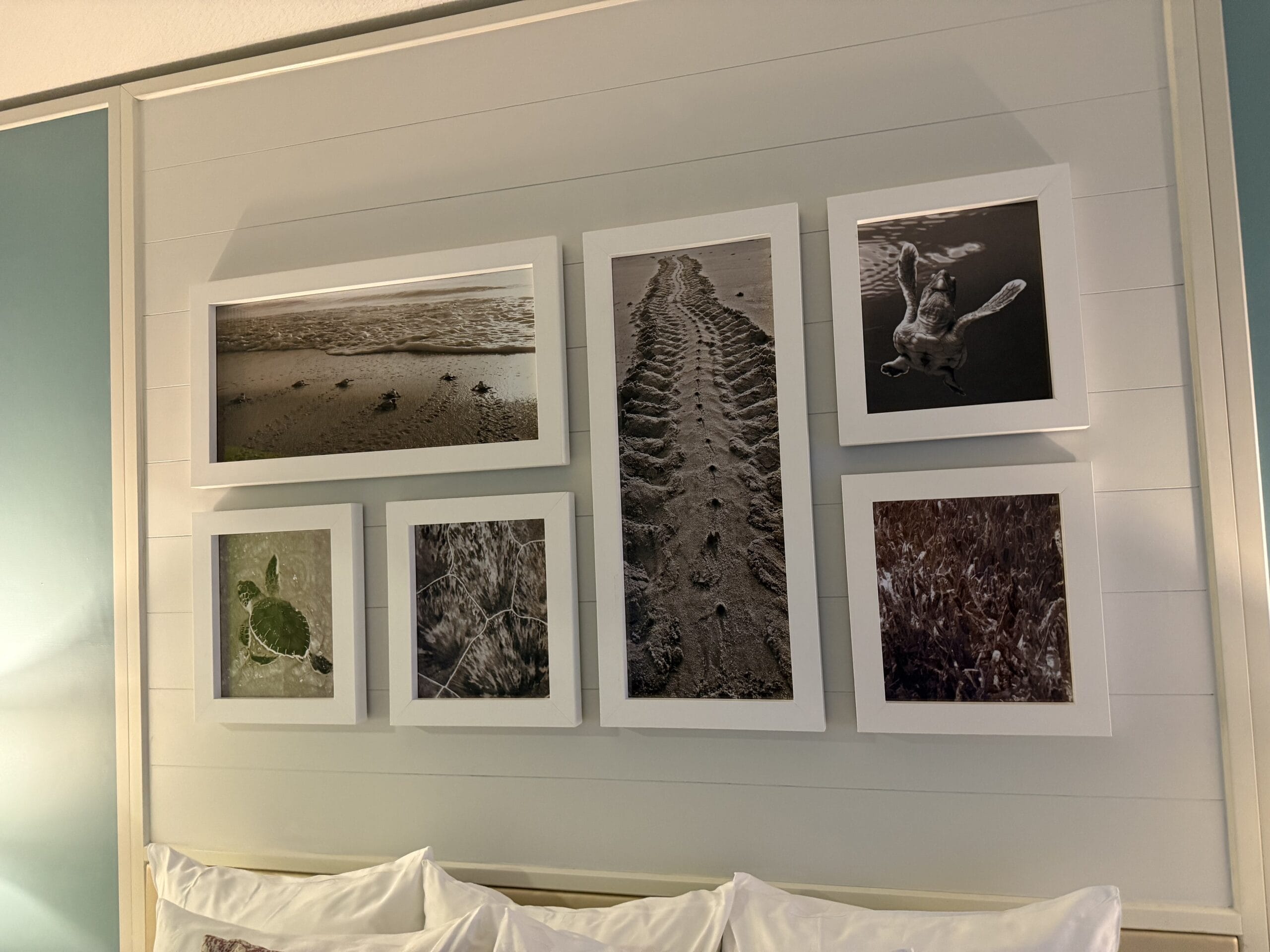 Seven framed photos above a bed at Disney's Vero Beach Resort display sea turtles and beaches, but no Disney parks or castles appear.
