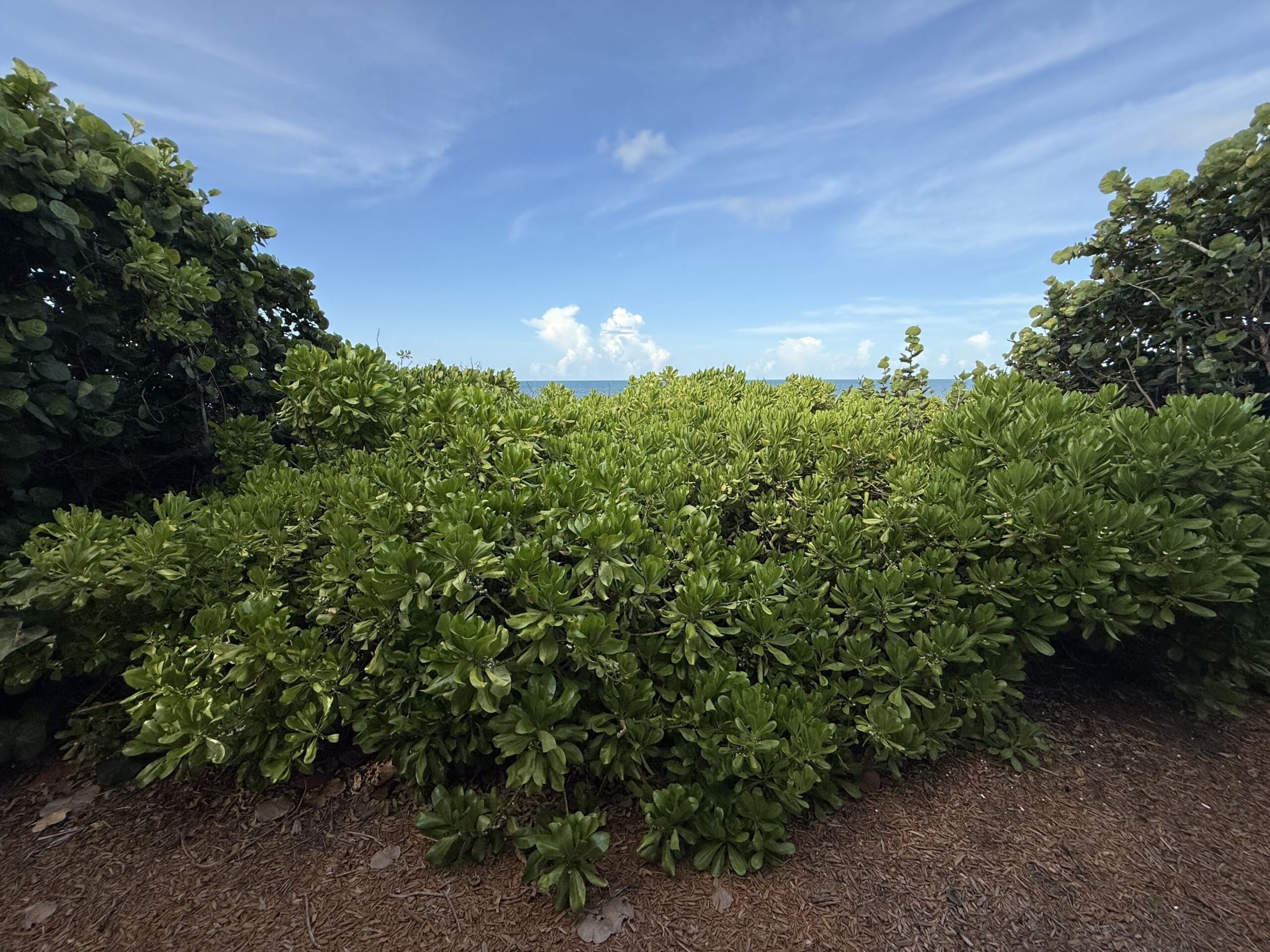 Lush green bushes and leafy shrubs beneath a blue sky at Disney’s Vero Beach Resort with brown mulch, no castle in view.