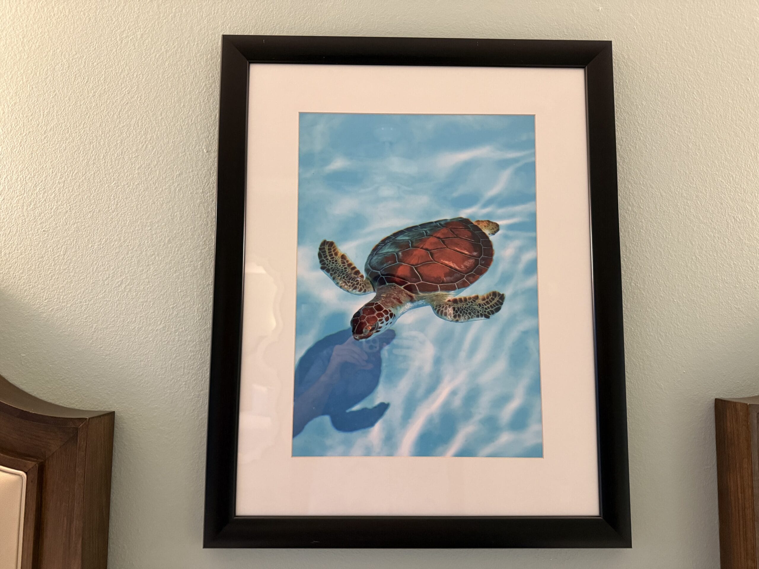 Framed photo at Disney's Vero Beach Resort shows a sea turtle swimming in clear water, seen from above with its shadow below.