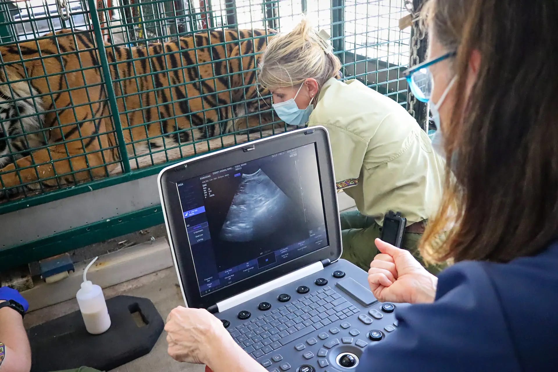 A veterinarian gives an ultrasound to Bakso the Tiger as another team member observes nearby, both wearing masks, not at a Disney park.
