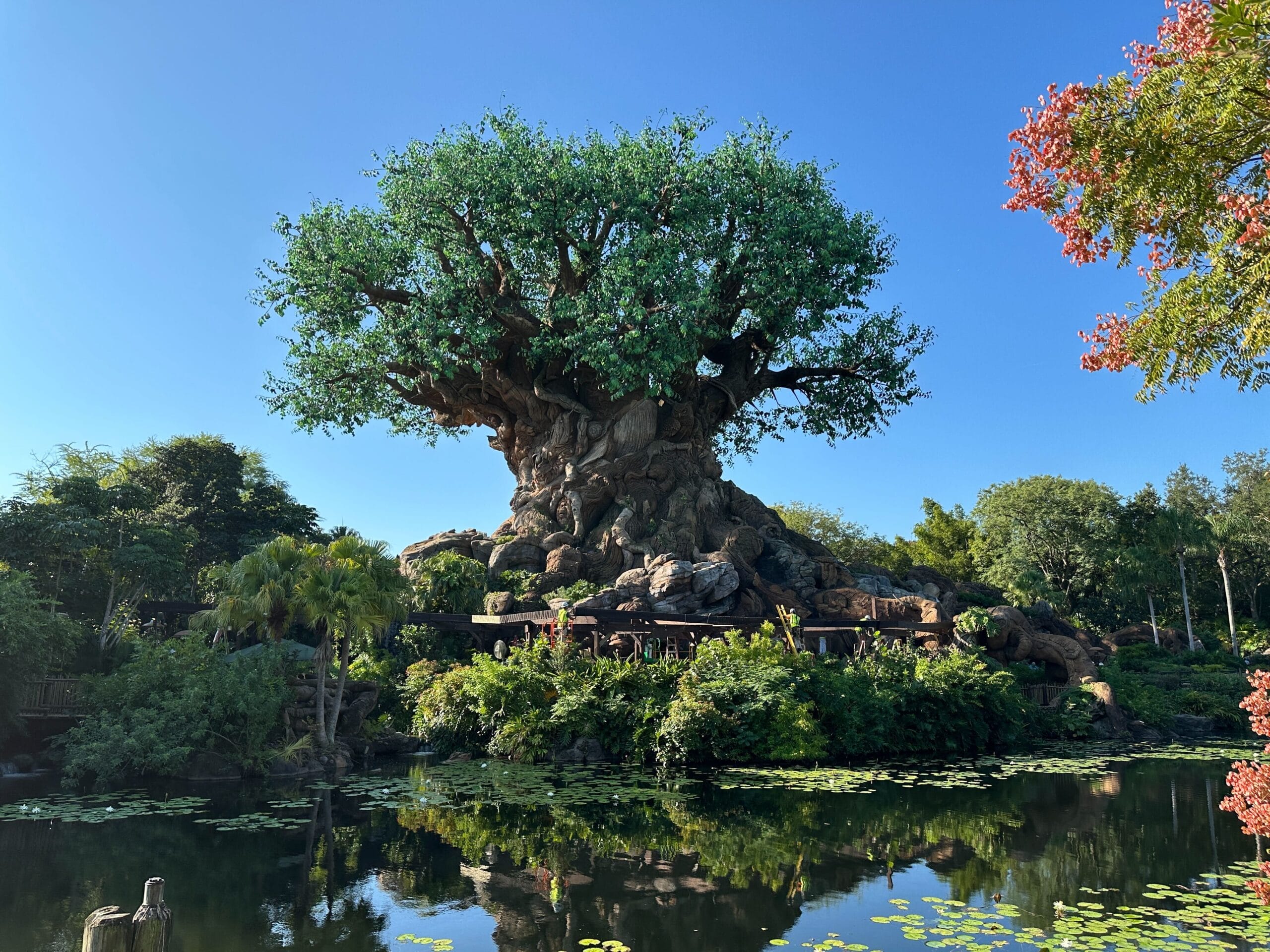 A large tree with sculpted roots stands by a pond at a Disney park, Zootopia signage visible amid lush greenery under a clear sky.