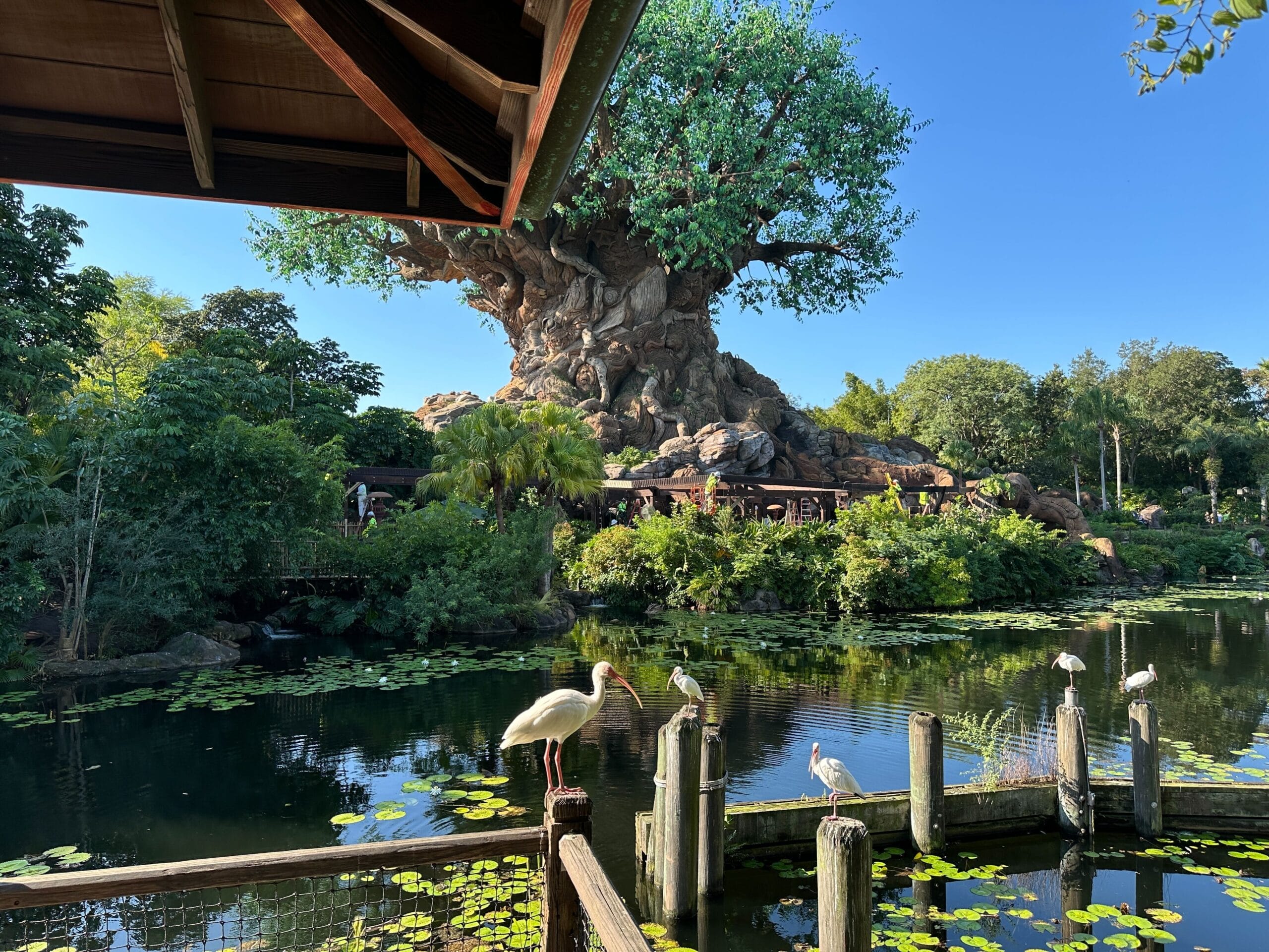 Large Tree of Life with carved animals and Zoogether Show sign, encircled by water, birds, and dense foliage at Disney’s Animal Kingdom.