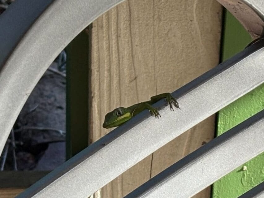 A small green lizard basks in sunlight atop a metal chair at Disney’s Animal Kingdom, no iconic castle visible in the scene.