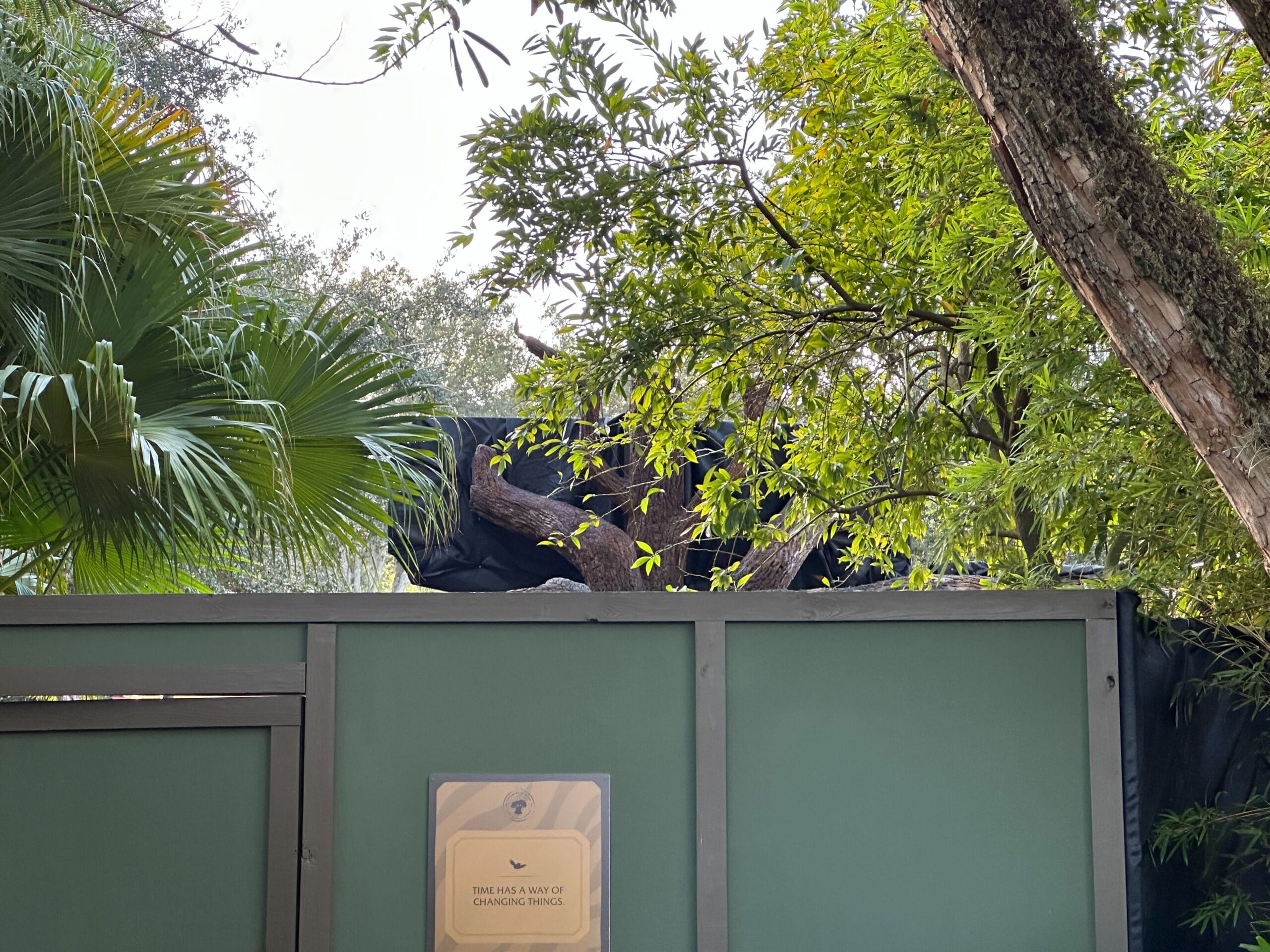 Green construction wall with a warning sign near trees and branches at Animal Kingdom.