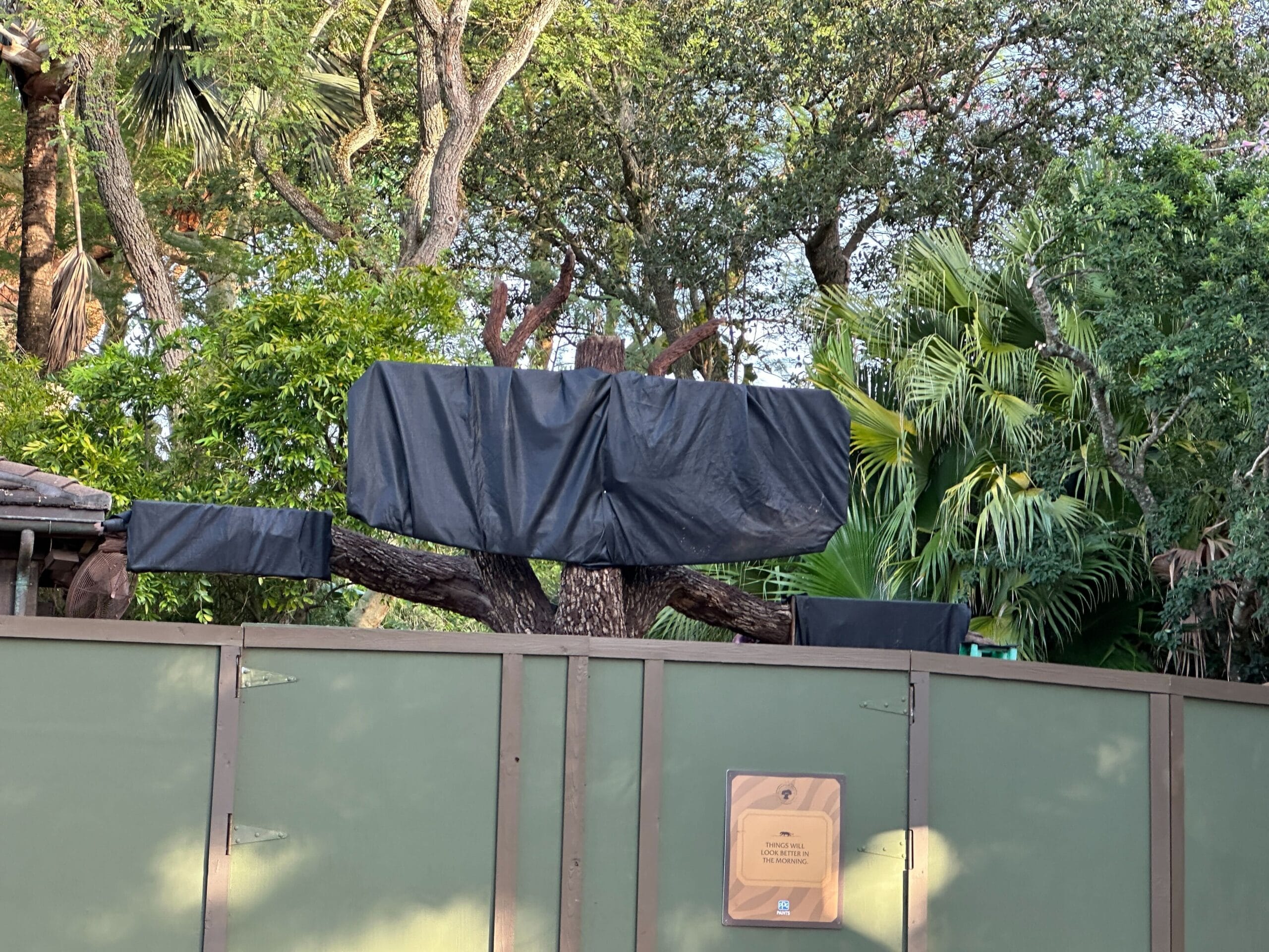 A tree behind a green construction fence at Animal Kingdom, its branches tarped, surrounded by lush Zootopia greenery.