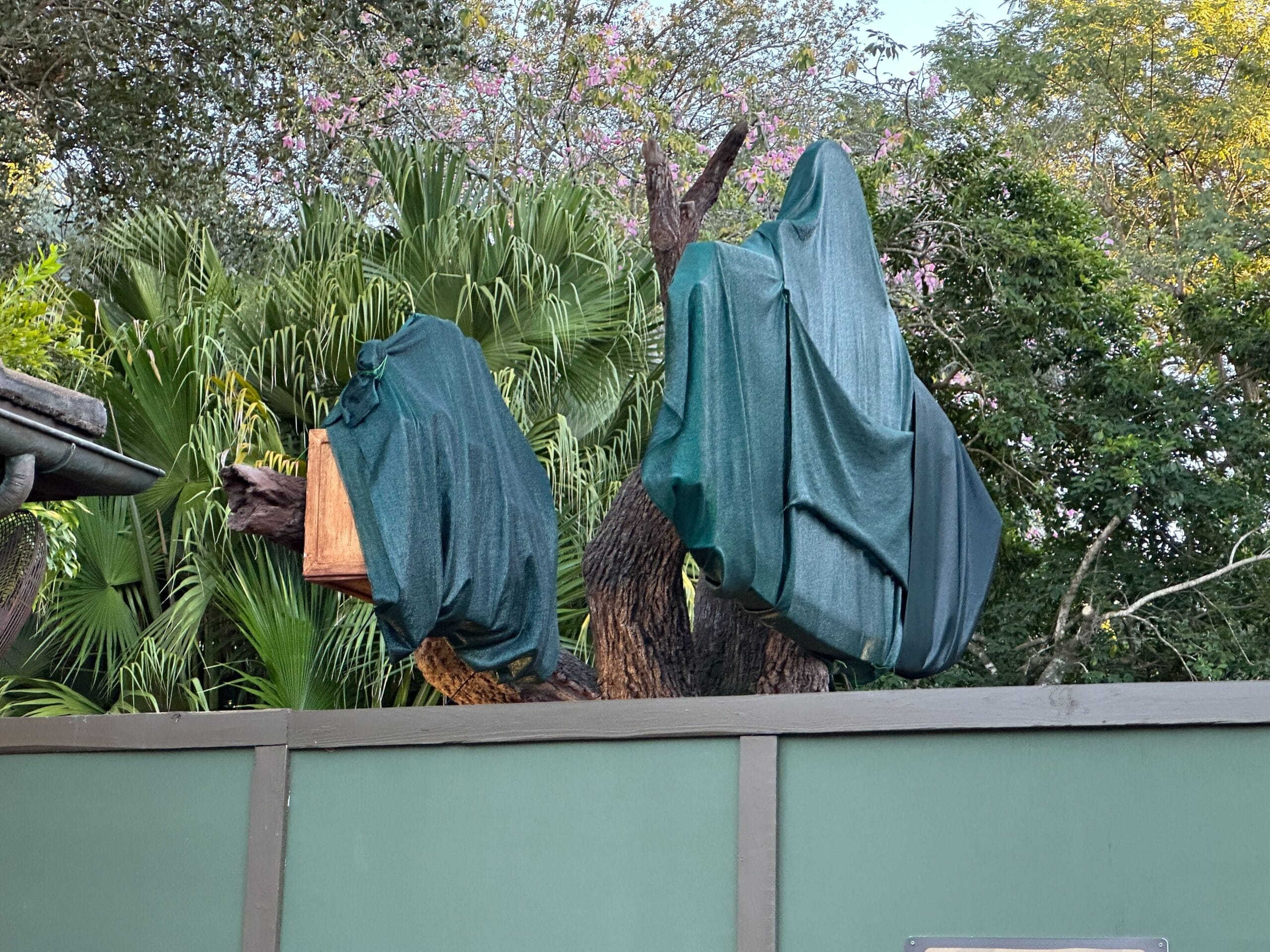 Two large branches draped in green tarps, suggesting Zootopia, rise behind a green construction wall amid Animal Kingdom greenery.