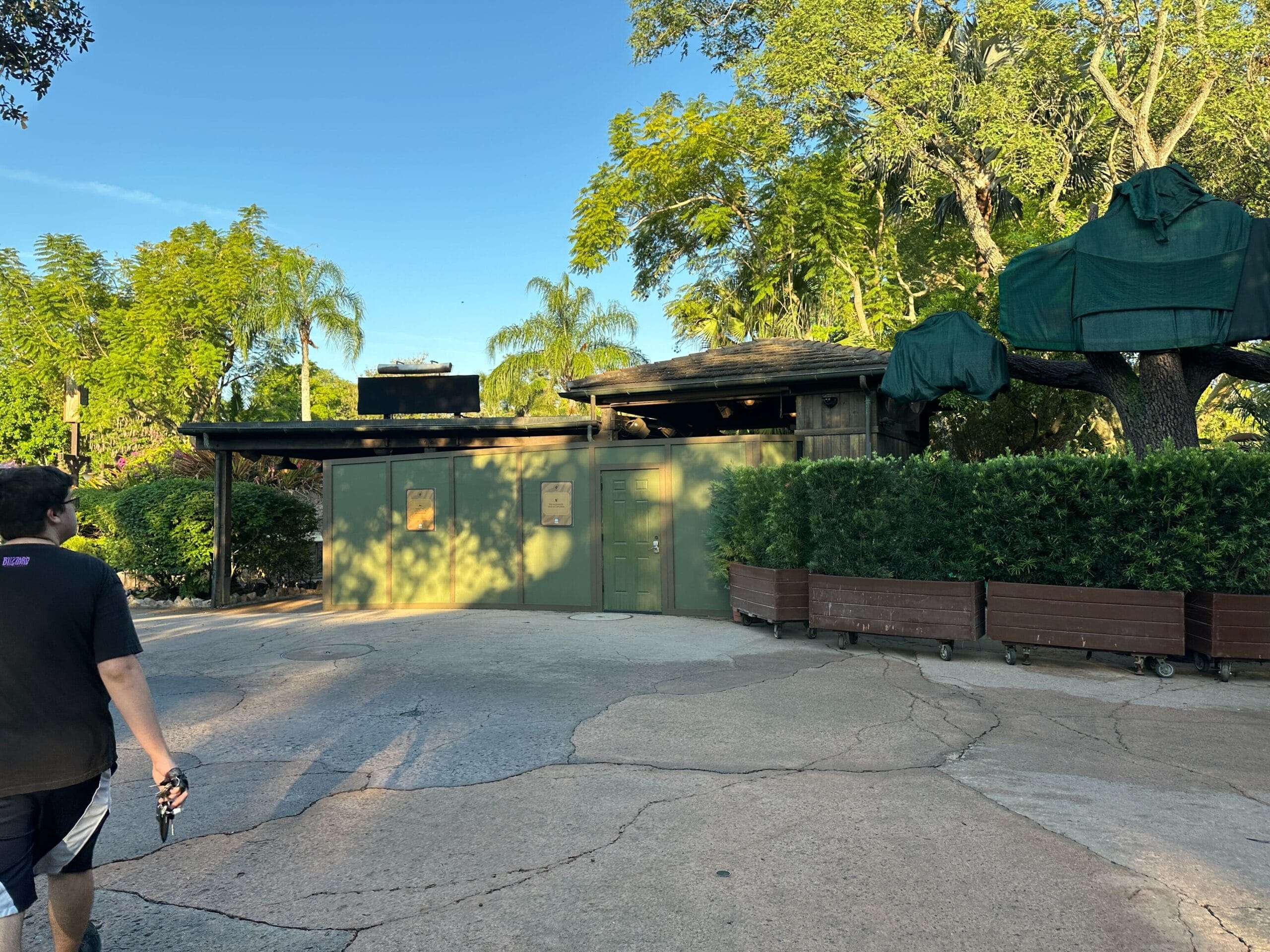 A guest walks by a green construction wall in Disney’s Animal Kingdom, with lush trees under a clear sky, evoking a serene park vibe.