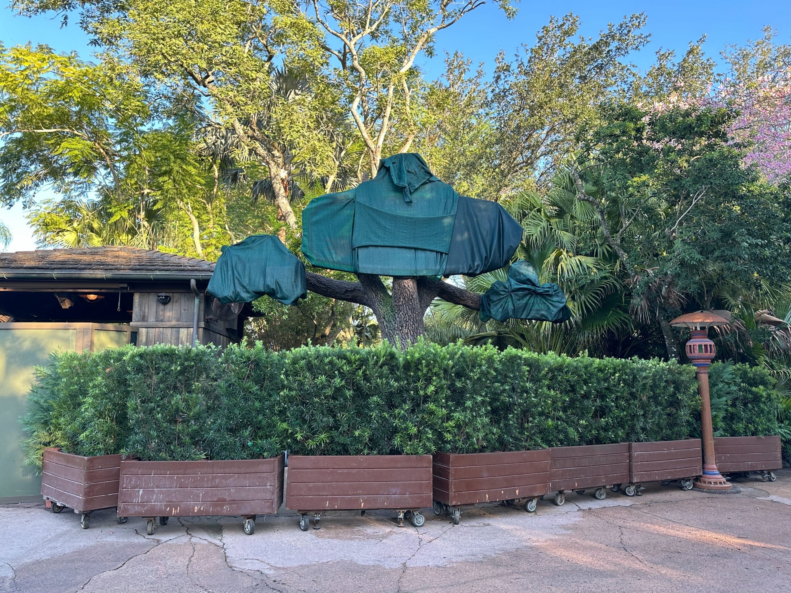 A tree wrapped in green fabric sits by hedges in wheeled planters outside a rustic Animal Kingdom building at Walt Disney World.