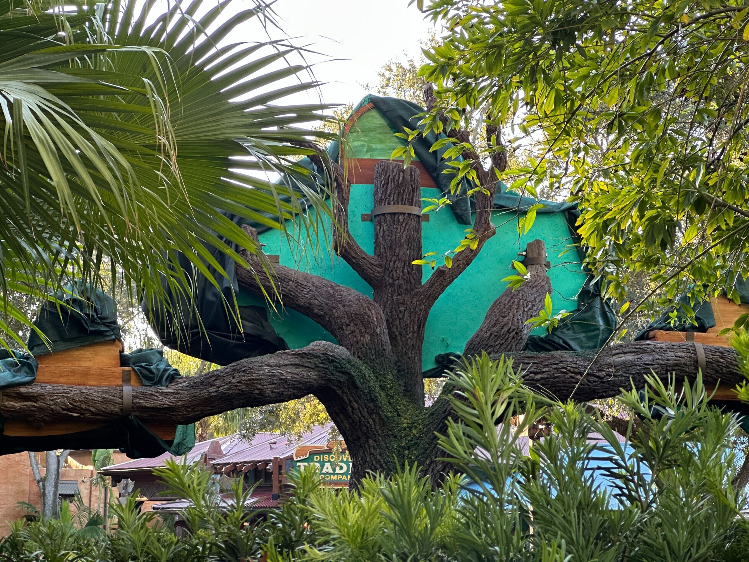 Large artificial Tree of Life at Animal Kingdom, surrounded by green tarps and Zootopia-style foliage, not featuring any Disney castle.