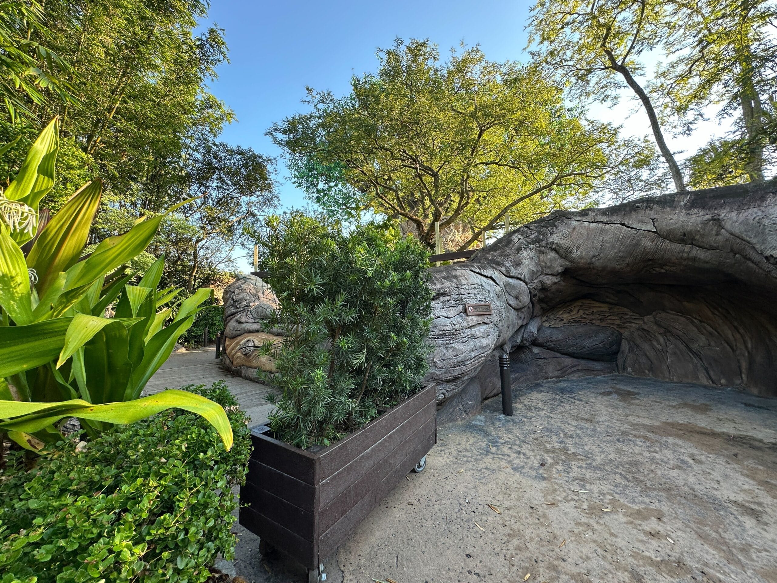 Artificial cave entrance at Animal Kingdom, framed by lush plants and a front planter, under bright sunlight—no castle in scene.