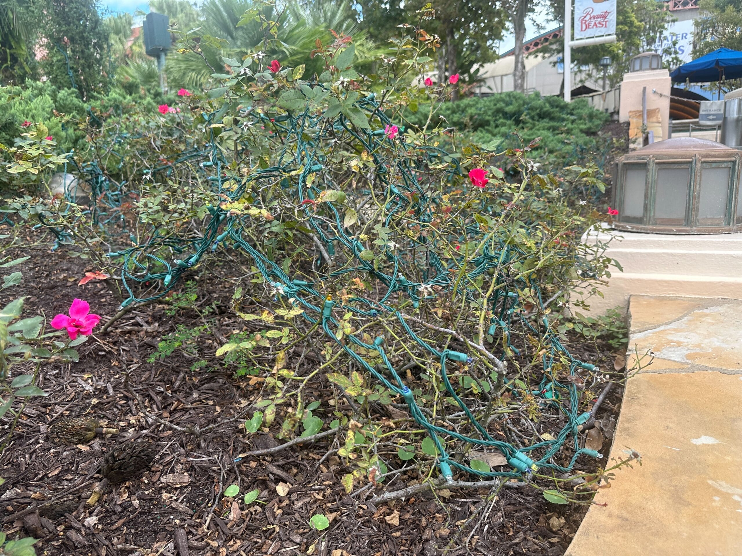 Rose bushes with pink blossoms twinkle with green string lights along a walkway, evoking Disney park holiday charm at night.
