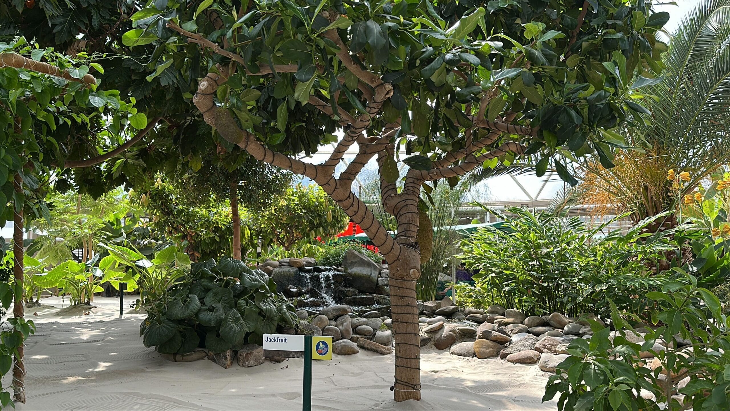 Lush tropical garden with jackfruit tree and waterfall, reminiscent of Living with the Land at Disney World’s greenhouses.