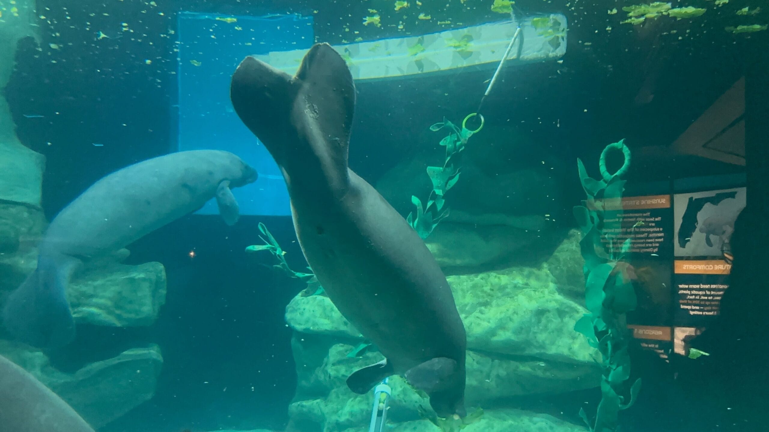 Two manatees swim in the Seabase Aquarium in The Seas at Epcot.