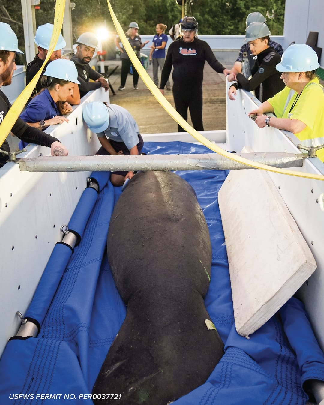 Mermaid the Manatee rests on a blue tarp in a padded EPCOT enclosure, soon to rejoin nature—no castle like those at Disney Parks nearby.