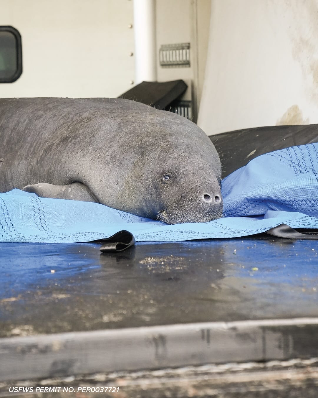 Mermaid the Manatee rests on a blue blanket inside a vehicle, much like relaxing after a day at Disney’s Cinderella Castle.